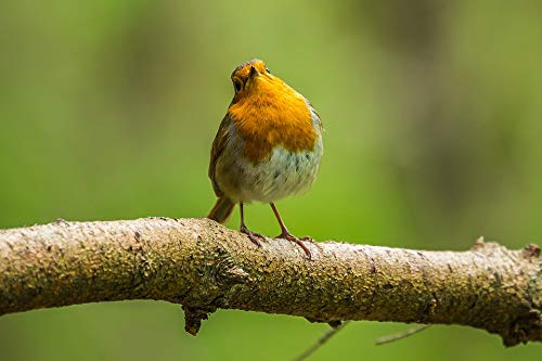 20x30 Inch Laminated Nature Spring Bird Redbreast Poster - Vibrant Colors & High-Quality Print - Perfect for Home Decor, Living Room, Bedroom & Office Wall Art