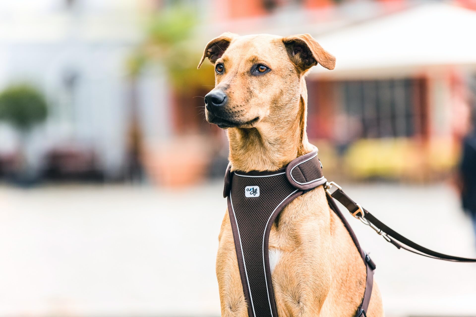 Belka Dog Harness - Adjustable Red Pet Vest for Small & Medium Dogs - Comfortable & Secure Walking Harness for Outdoor Adventures, Hiking & Daily Walks