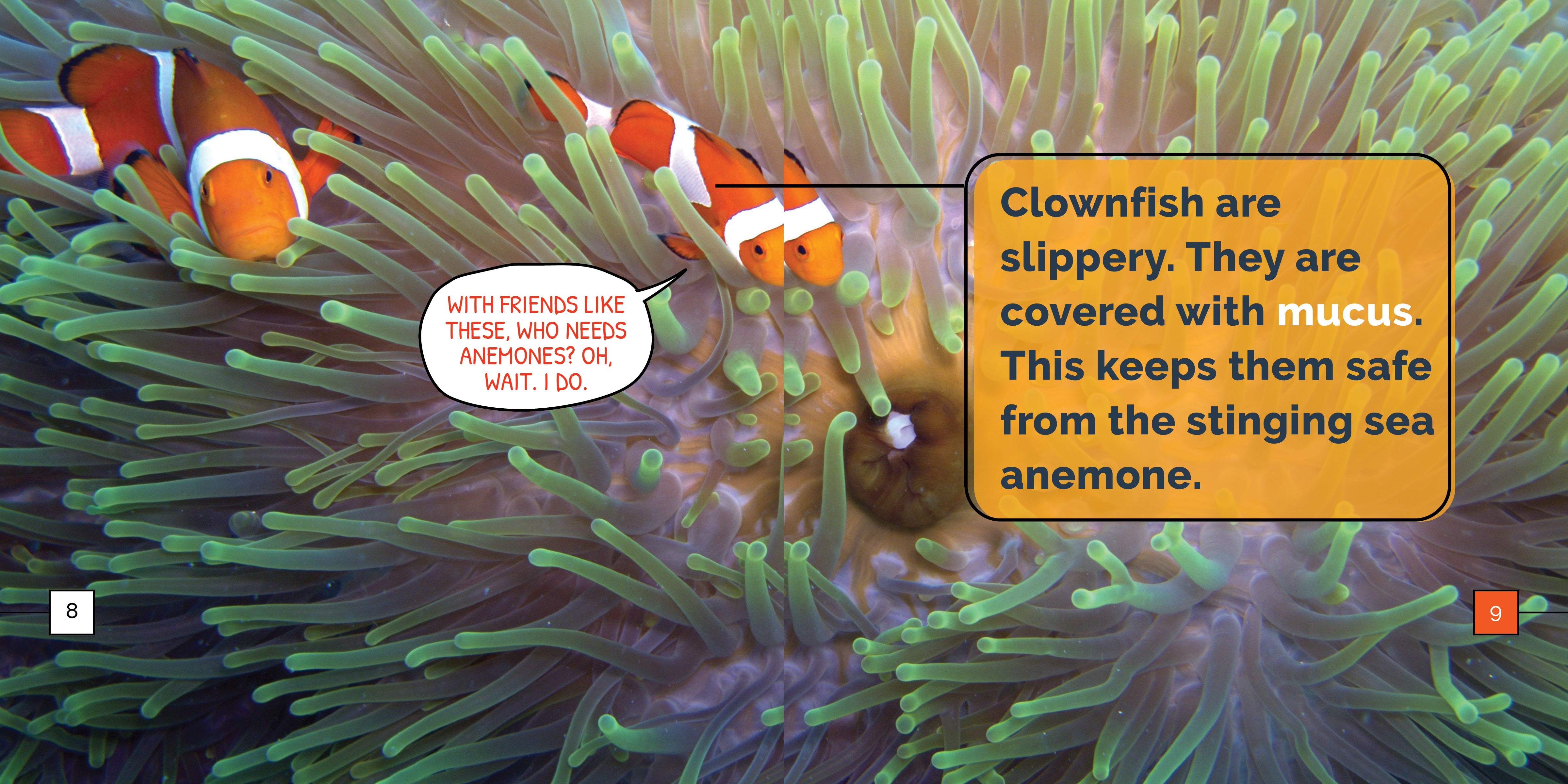 Clownfish Marvels - Vibrant Saltwater Aquarium Fish for Reef Tanks | Perfect for Marine Life Enthusiasts & Home Aquarium Decor