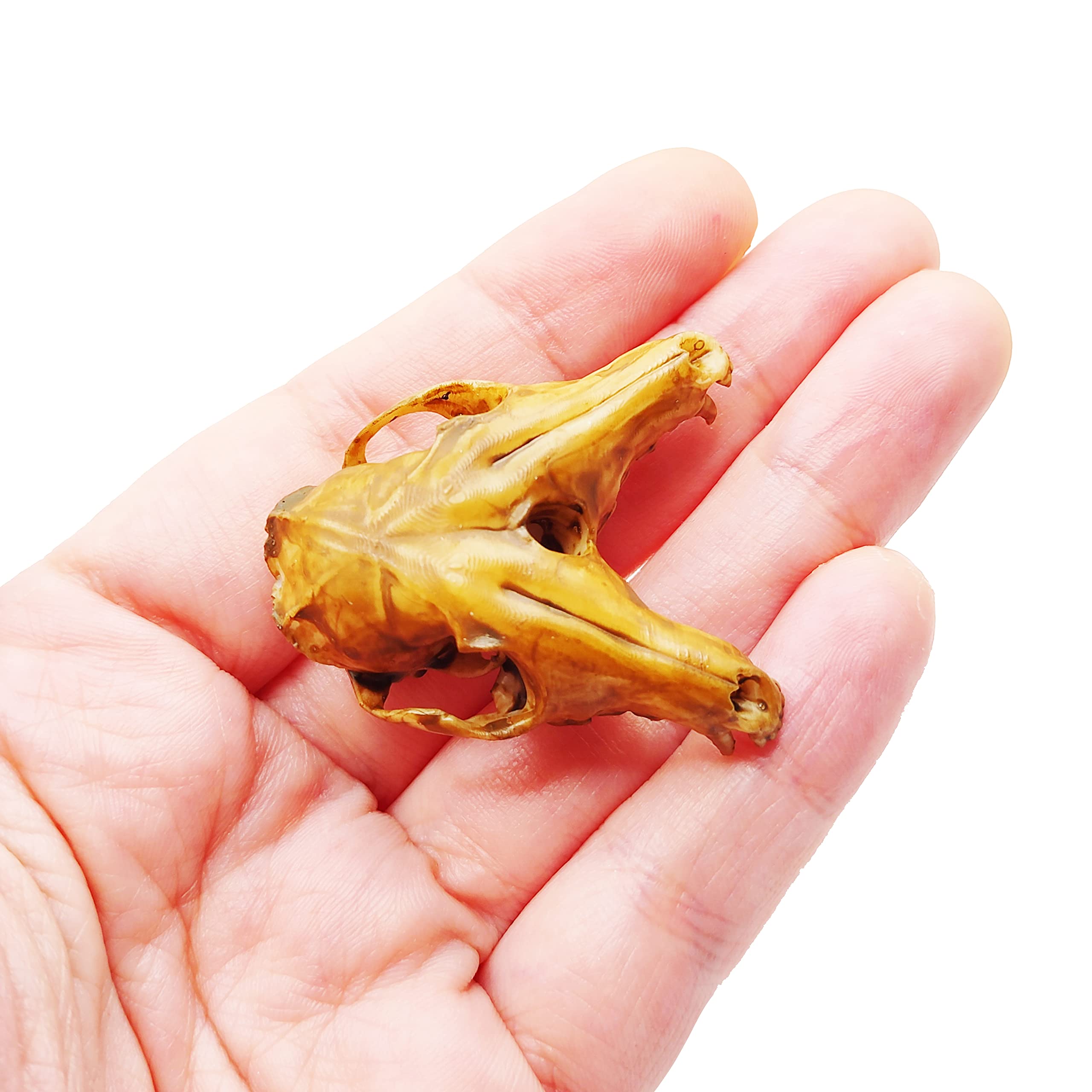 1:6 Scale Fox Conjoined Skull Miniature Replica - Aged Finish for Dollhouse, Diorama & Gothic Decor | Perfect for Halloween Displays, Dark Academia Aesthetics & Oddity Collections