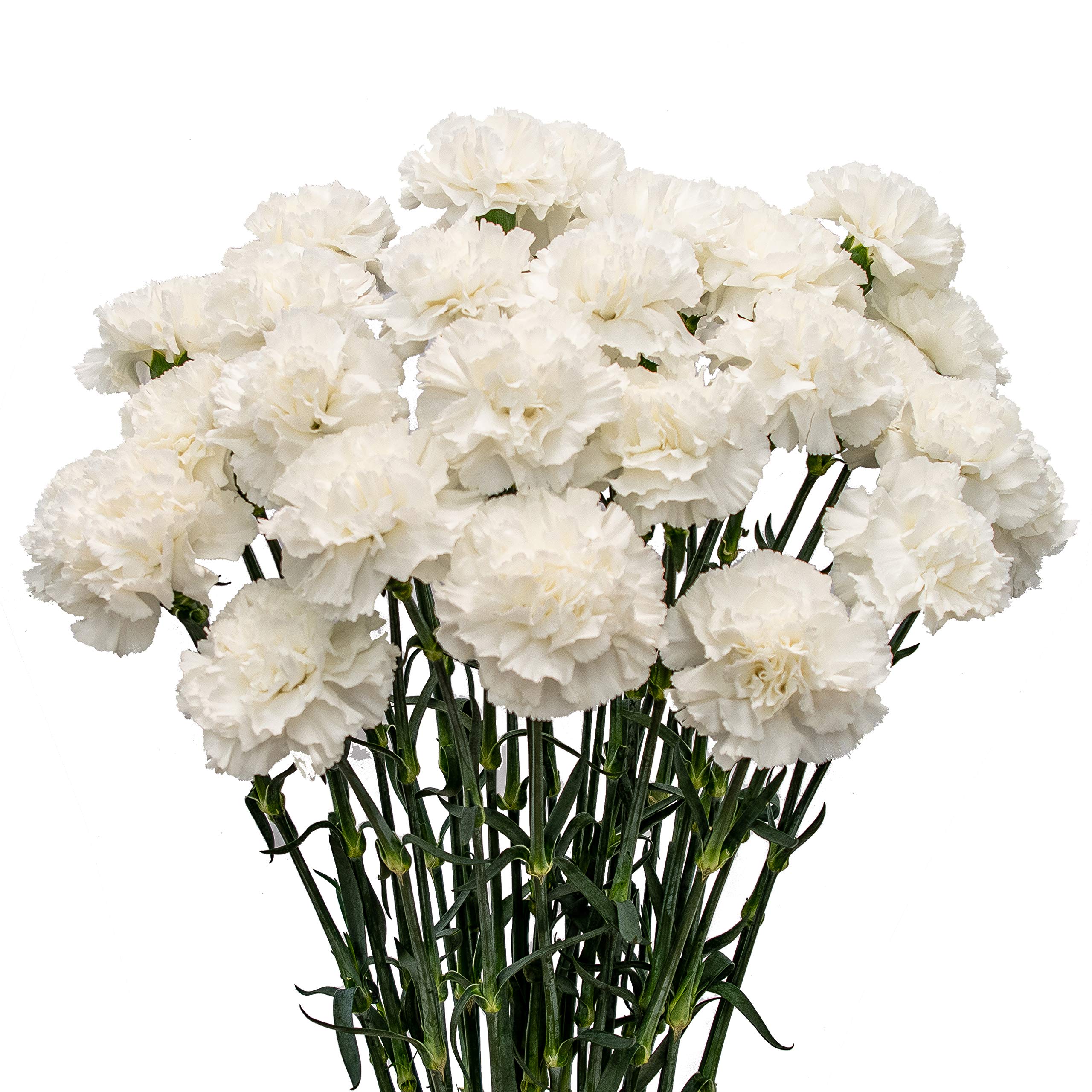 50 Fresh White Carnations - Premium Natural Cut Flowers for Weddings, Events & Home Decor | FlowerPrime