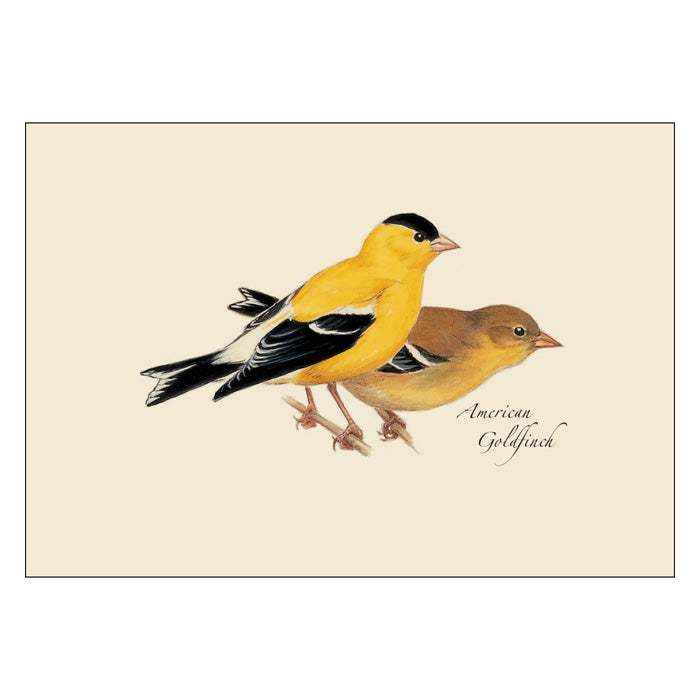 Peterson Bird Notecard Set - 24 Assorted Handcrafted Greeting Cards with Envelopes for Thank You Notes, Wedding Invitations & Special Occasions