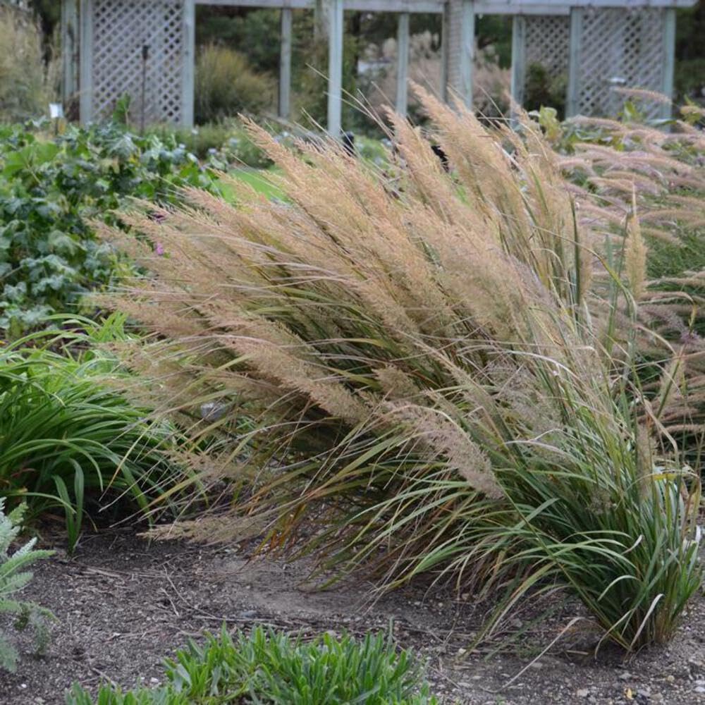 Perennial Farm Marketplace Calamagrostis brachytricha (Korean Feather Reed Grass) - #1 Container Size, Green Foliage Ornamental Grass for Landscaping, Garden Borders & Container Gardening