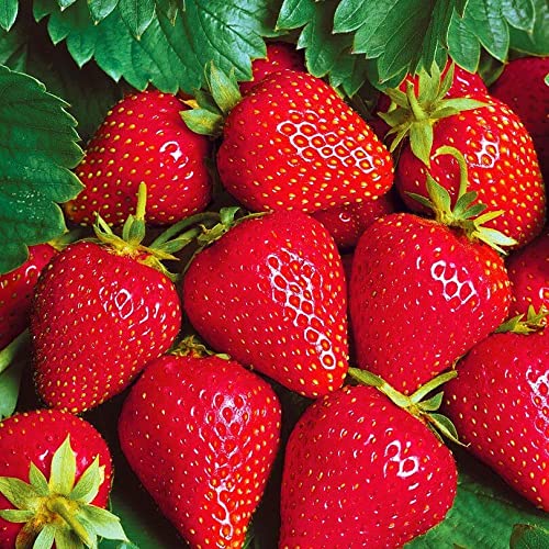 15+ Giant Strawberry Fresca Everbearing Seeds - Sweet Red Fruit Plants for Home Garden, Patio & Container Planting