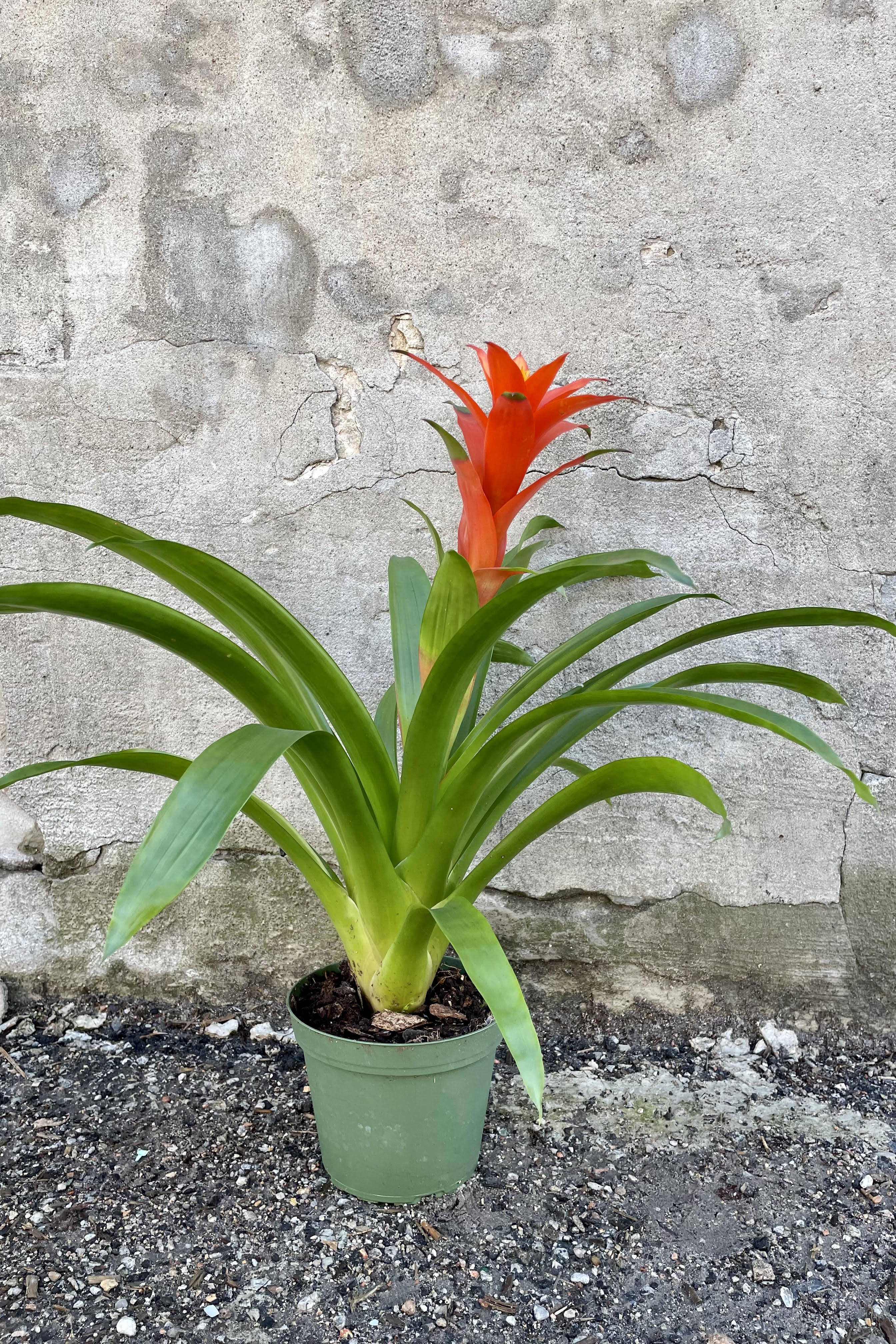 Bromeliad Guzmania Hybrid 6