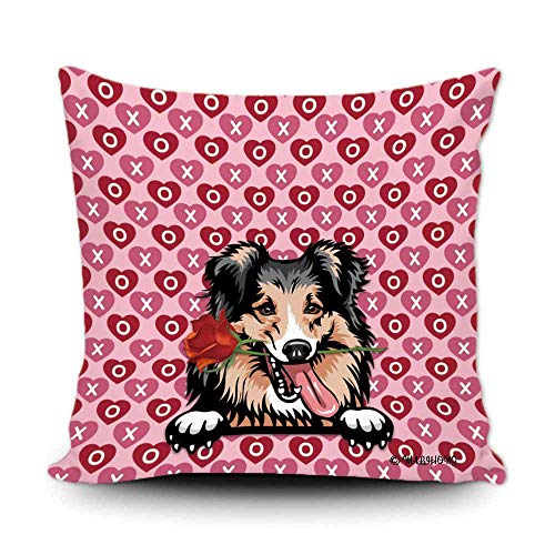 Shetland Sheepdog