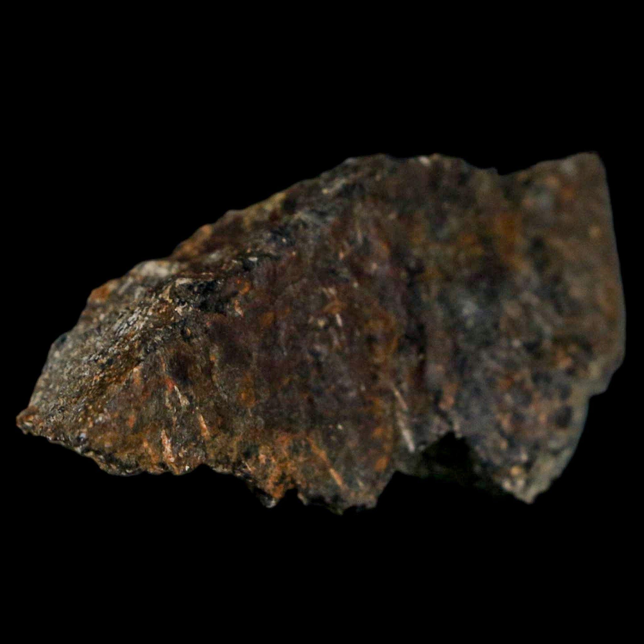 Authentic 2 Stegosaurus Fossil Bones from Morrison Formation, Wyoming - Jurassic Age Dinosaur Fossils with COA - Perfect for Paleontology Collectors & Dinosaur Enthusiasts