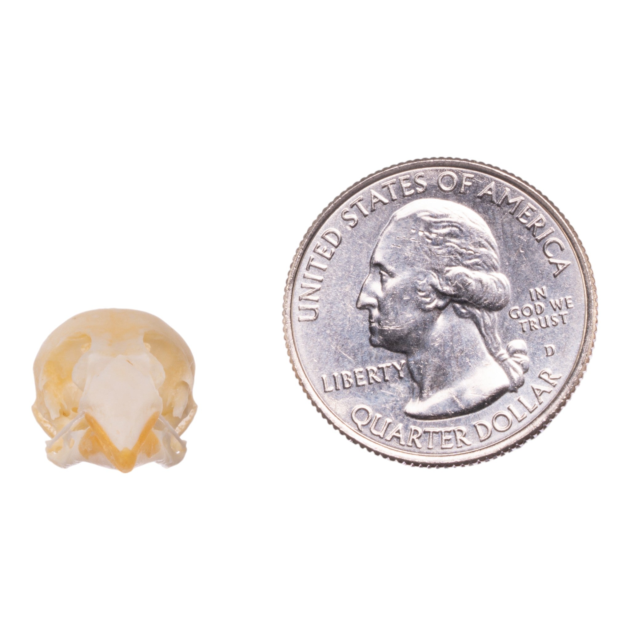 Real Zebra Finch Skull - Authentic Bird Skull Specimen for Taxidermy, Science Education & Gothic Decor | Perfect for Collectors, Biology Classrooms & Dark Aesthetic Displays
