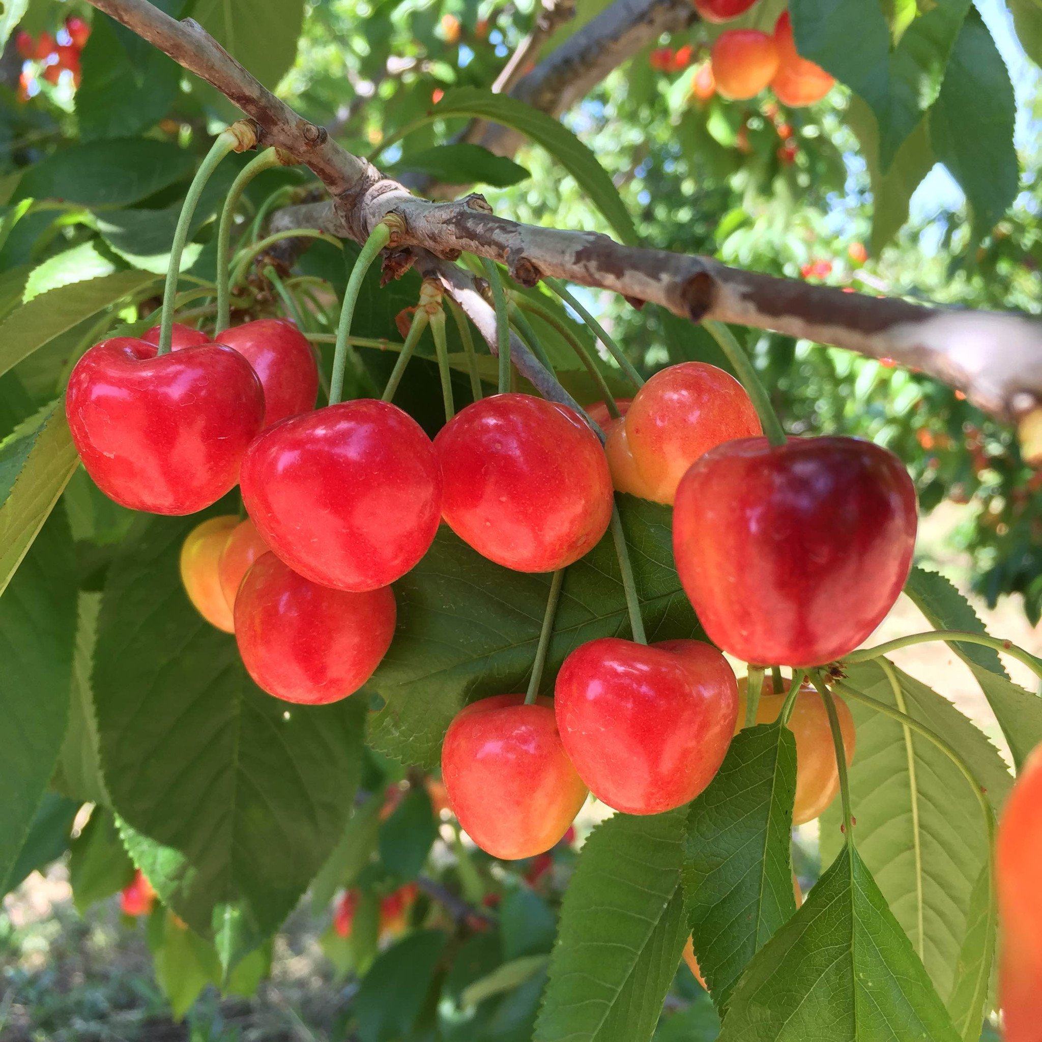 Fresh Organic Rainier Cherries - Sweet & Juicy Washington-Grown Fruit for Snacking, Baking & Healthy Desserts