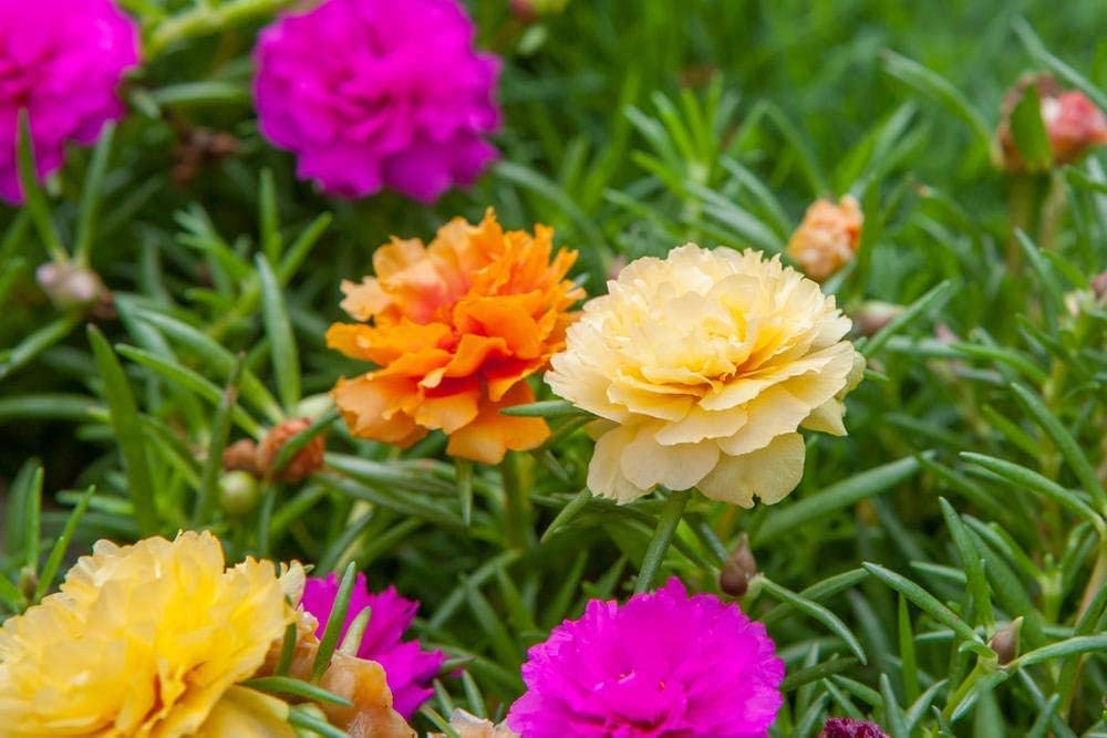 10000 Mixed Moss Rose Seeds - Portulaca Grandiflora Mix, Drought Tolerant Flower Seeds for Garden, Rock Gardens, Hanging Baskets & Containers - Perfect for Sunny Landscapes, Borders & Ground Cover