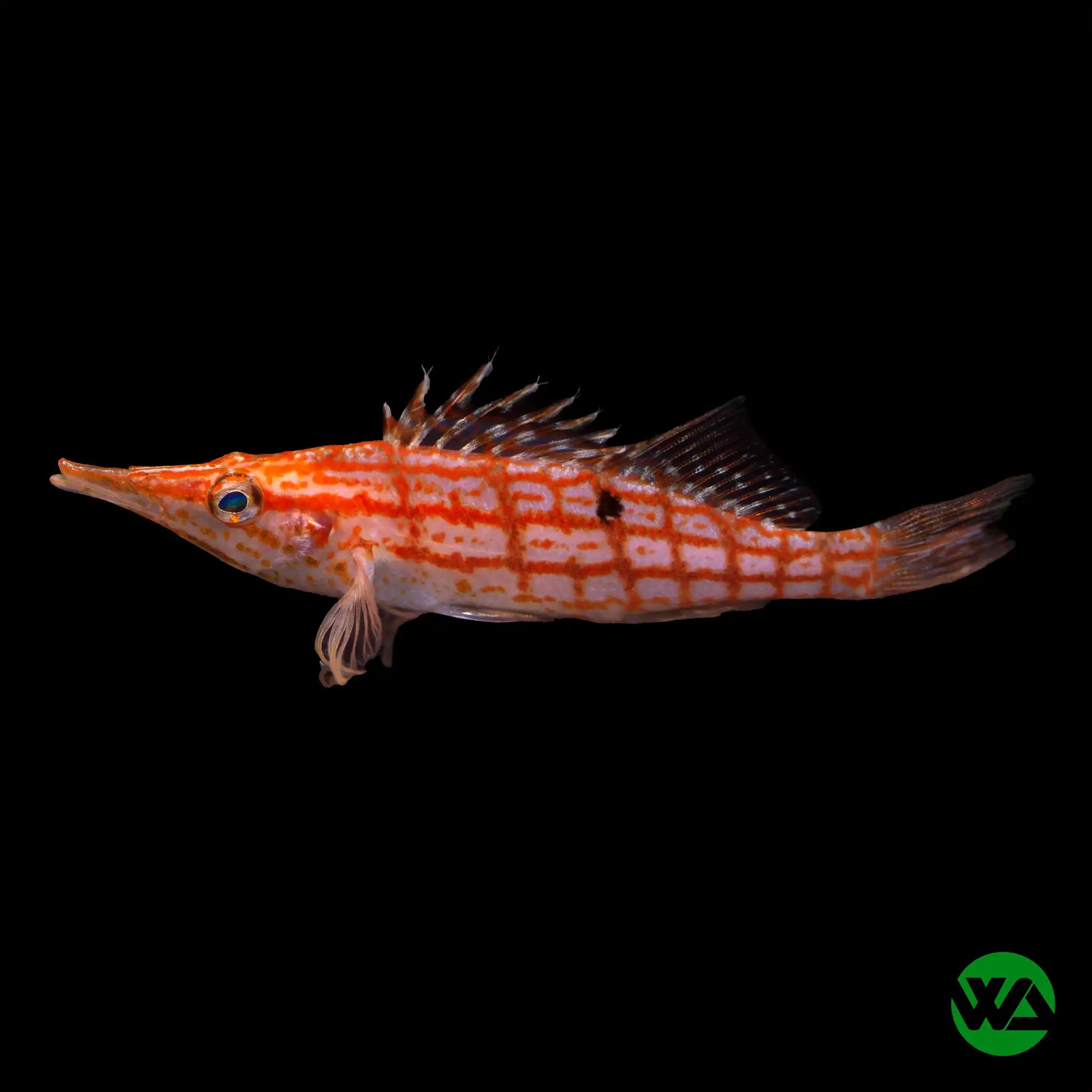 Longnose Hawkfish (Oxycirrhites typus) - Saltwater Aquarium Fish for Reef Tanks - Perfect for Marine Aquascaping and Coral Displays