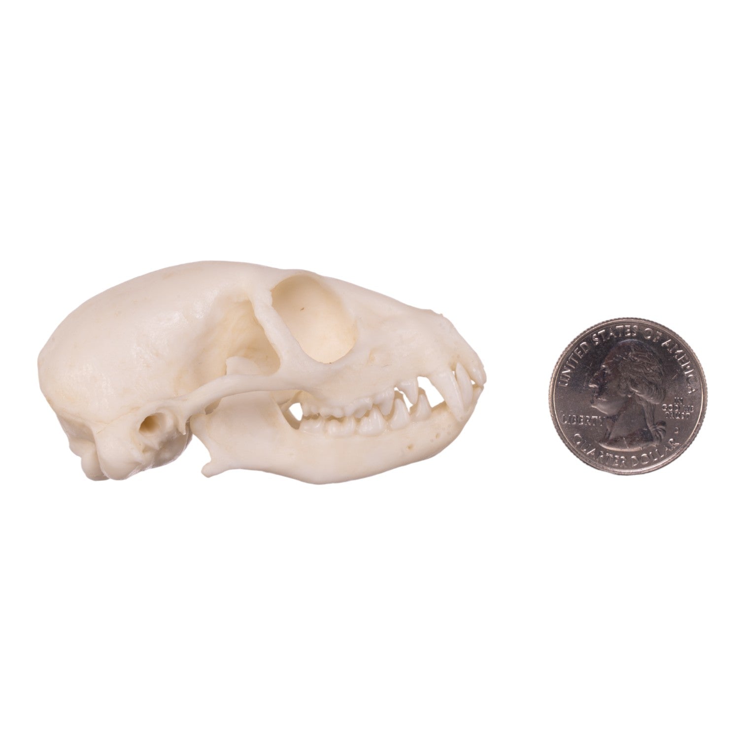 Authentic Replica Meerkat Skull - High-Quality Animal Skull Model for Science Education, Home Decor & Halloween Props
