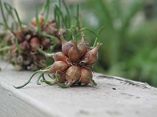 Egyptian Walking Onions - Easy to Grow Perennial Allium Bulbils (6 Pack) for Home Garden, Cooking & Unique Landscaping