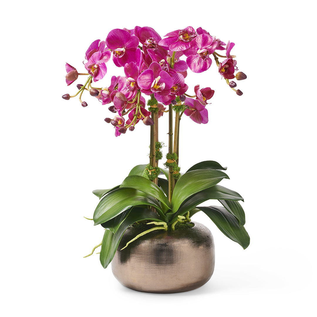 Exquisite Fuchsia Orchids in Elegant Bronze Glazed Pot - Perfect for Home Decor, Office Gift & Wedding Centerpiece