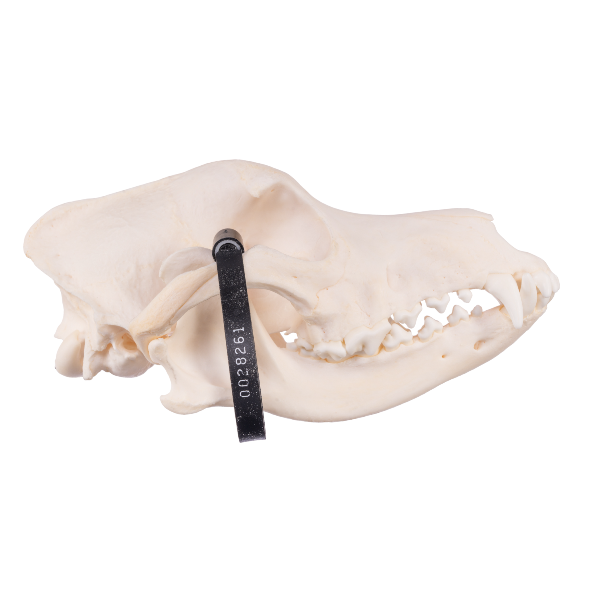Authentic Domestic Dog Skull - Real Husky Skull Specimen for Taxidermy, Veterinary Study & Gothic Decor | Perfect for Halloween, Oddity Collections & Science Education