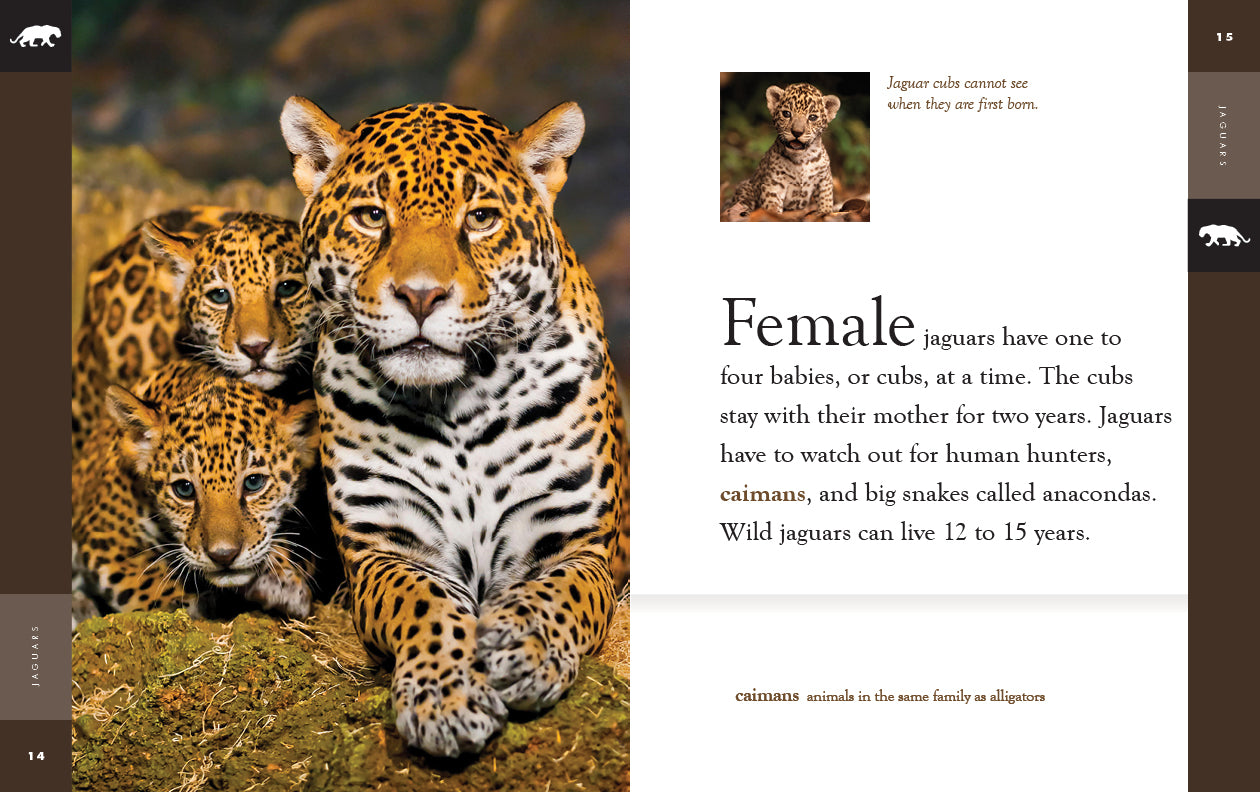 Jaguars Book - 9781640265455 | Wildlife & Nature Guide for Animal Lovers, Students & Researchers | Perfect for Gifts, Education & Wildlife Enthusiasts