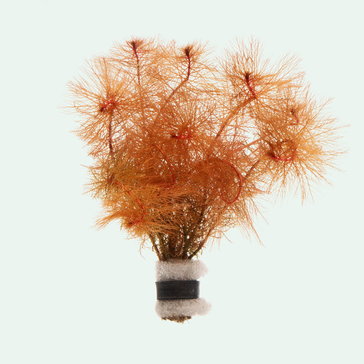 Myriophyllum Tuberculatum Aquatic Plant for Aquariums & Ponds | Oxygenating Live Plant for Fish Tanks | Perfect for Freshwater Aquascaping & Water Gardens
