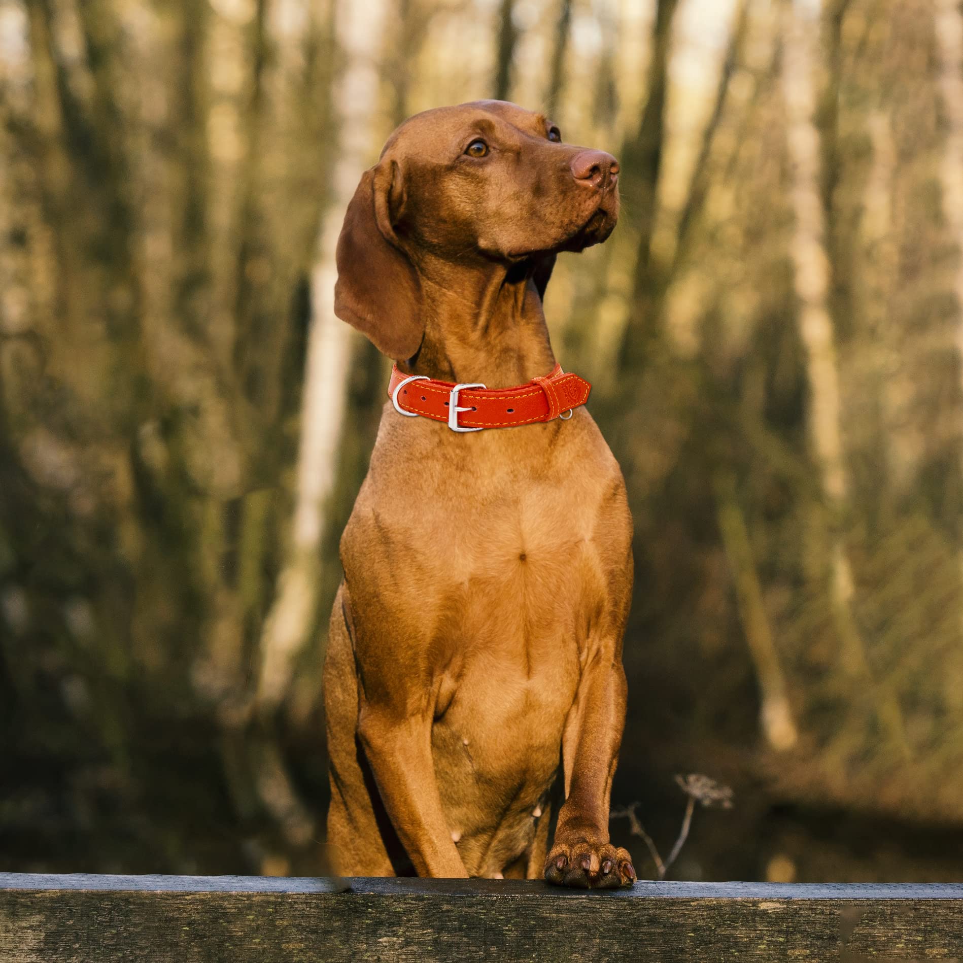 Premium Genuine Leather Dog Collar - Adjustable Heavy Duty Collar for Medium, Large & XL Breeds (XXL, Red) - Durable Pet Training Collar for Walking, Hiking & Outdoor Adventures