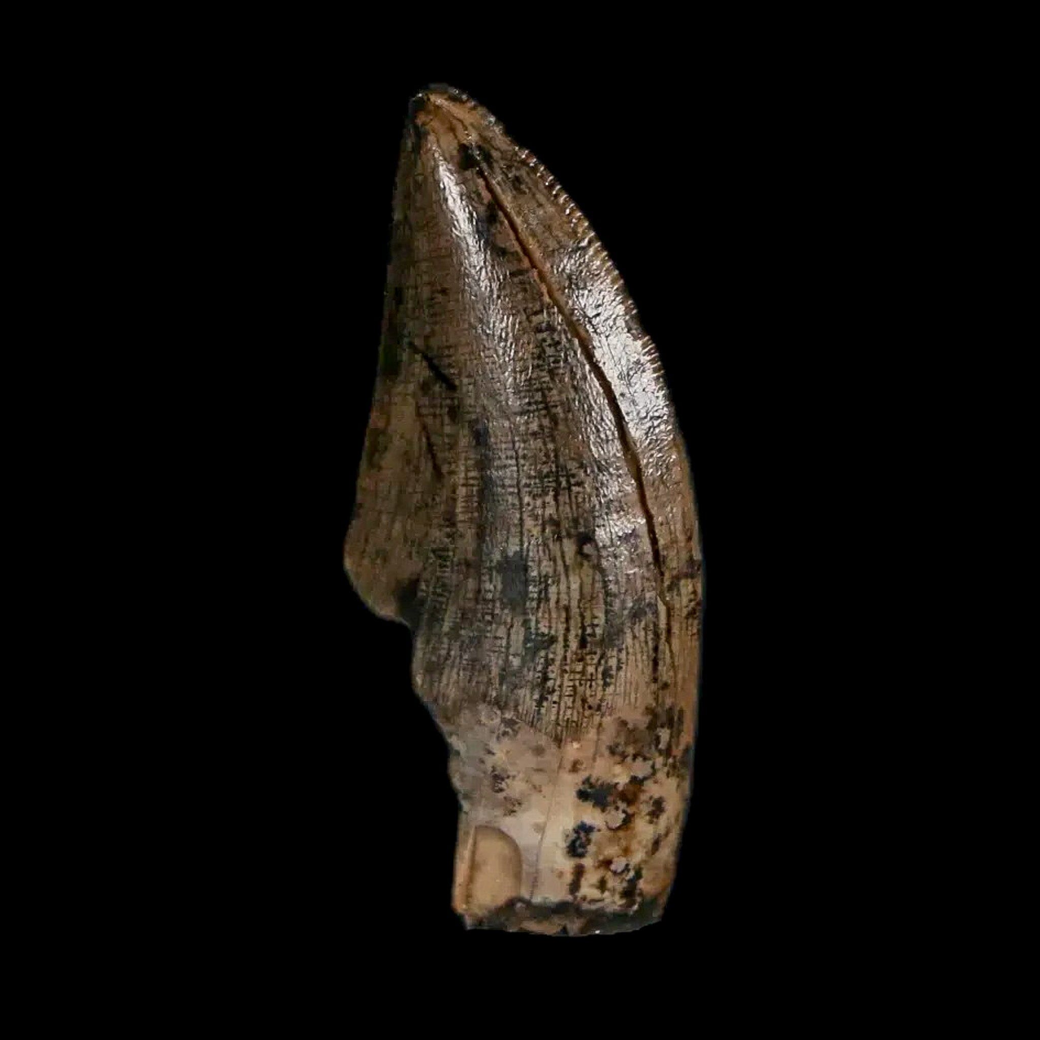 Authentic Tyrannosaur Serrated Fossil Tooth - Cretaceous Dinosaur Fossil from Judith River Formation with COA - Perfect for Paleontology Collections, Educational Displays & Dinosaur Enthusiasts