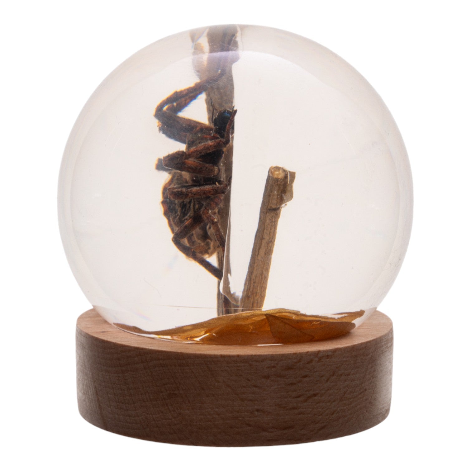 Real Preserved Spider and Fly in Clear Acrylic Globe - Unique Science Specimen Display for Home Decor, Classroom Education & Entomology Collections