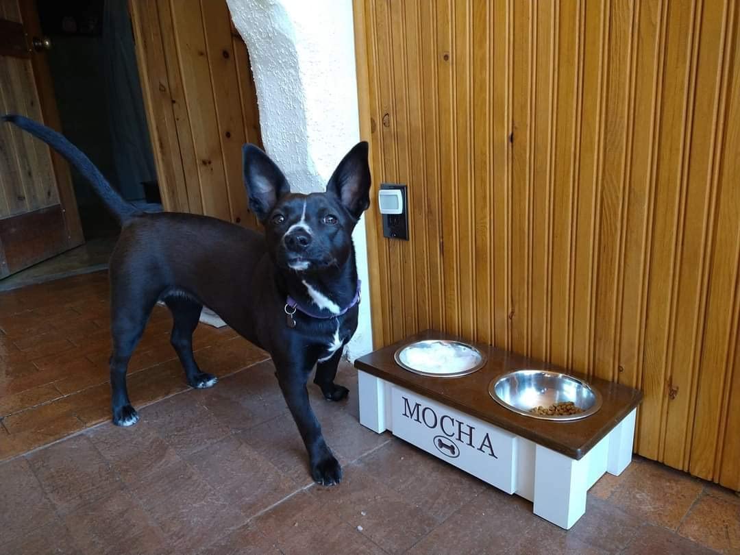 **Personalized Elevated Dog Bowl Stand for All Sizes - Stainless Steel Raised Dog Dish with Storage (Small, Dark Walnut) - Perfect for Large, Medium, Small & X-Small Dogs - Ideal for Home, Kitchen, or Outdoor Use**