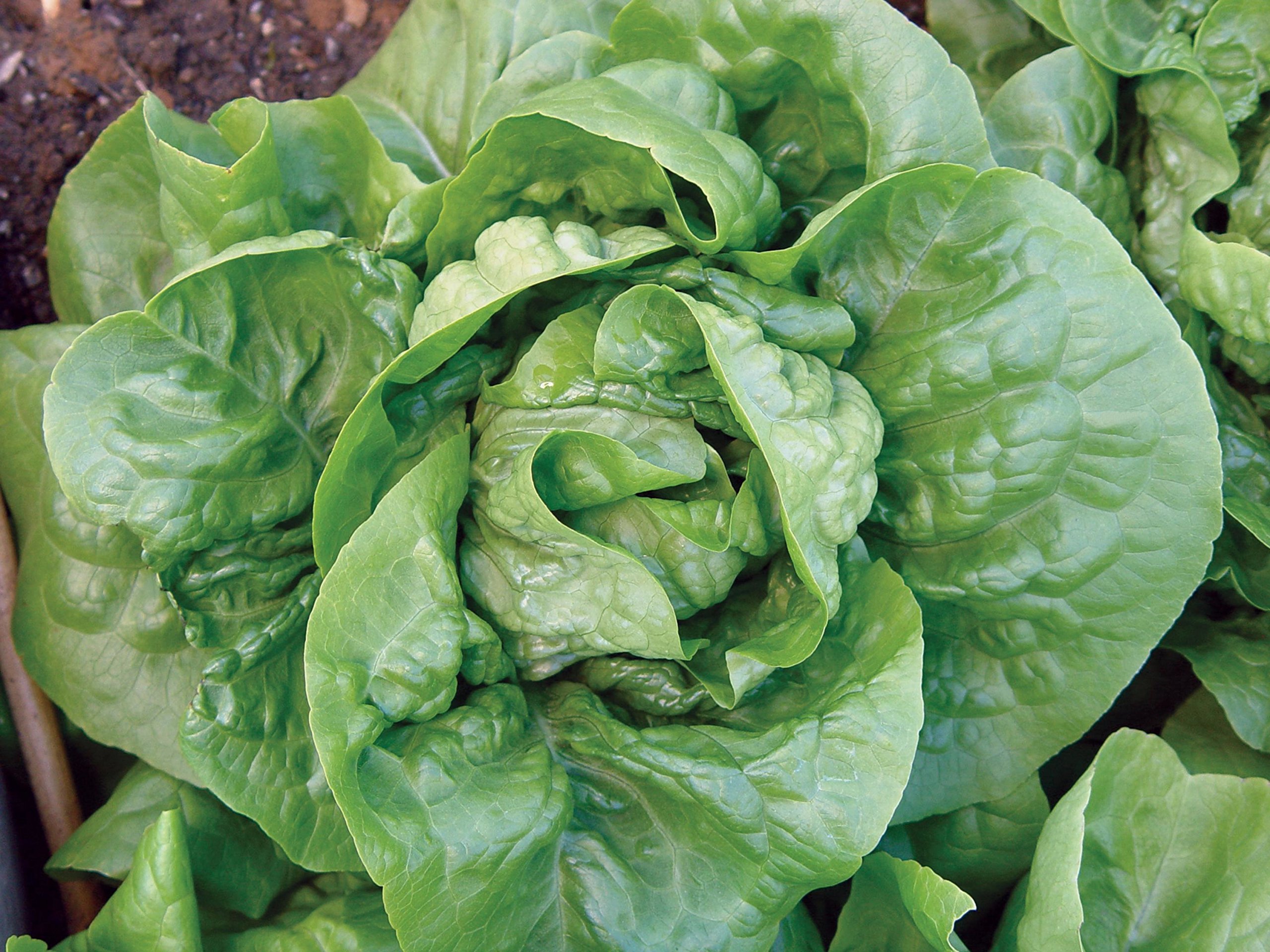 Organic Burpee Buttercrunch Hybrid Lettuce Seeds - 1100 Seeds Pack for Fresh Salads, Home Gardening & Hydroponic Growing