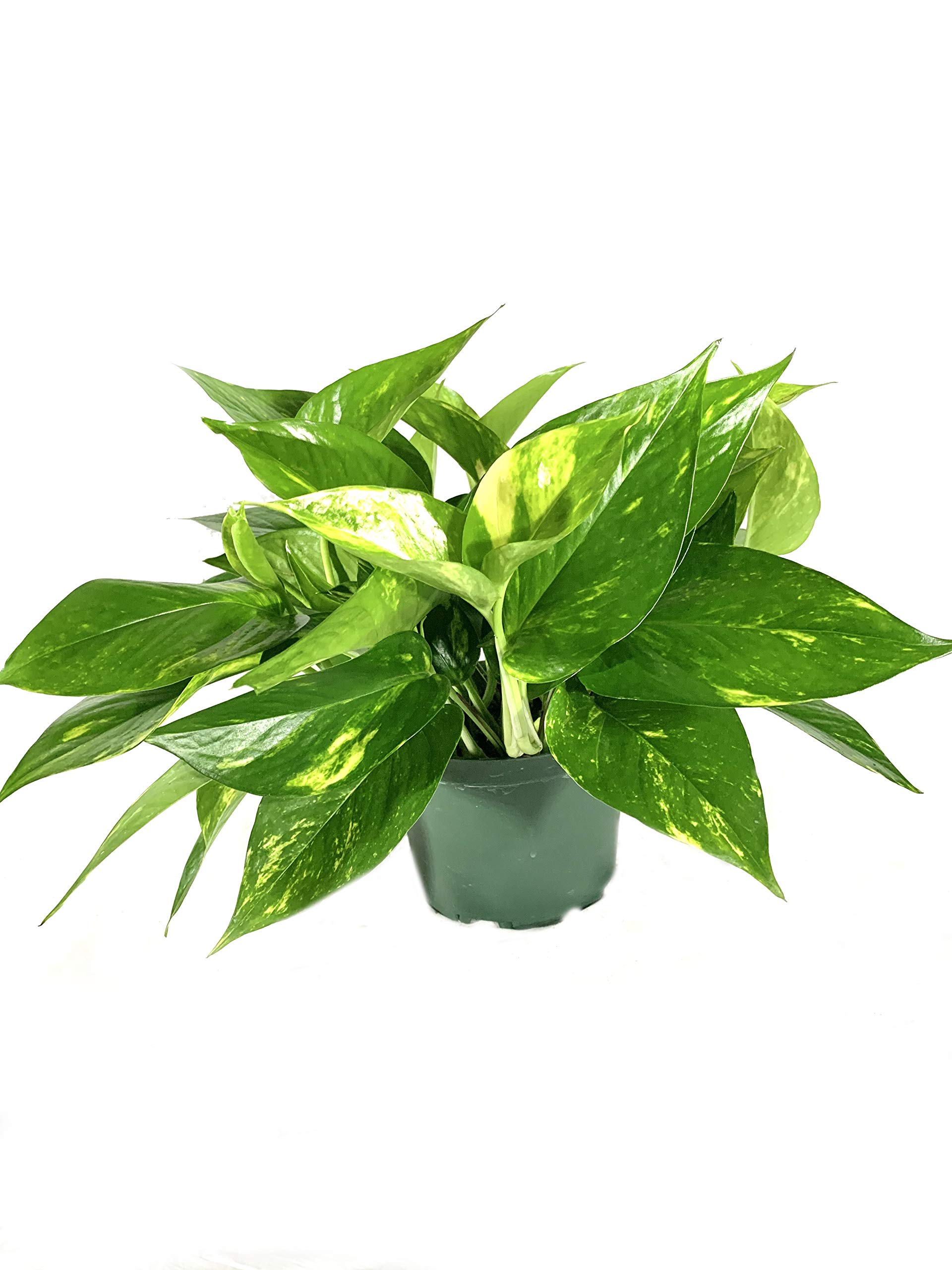 Devil's Ivy Pothos Plant - 3 Live Epipremnum Aureum in 6 Inch Pots - Easy to Grow Air Purifying Indoor Houseplant for Home, Office & Bathroom Decor