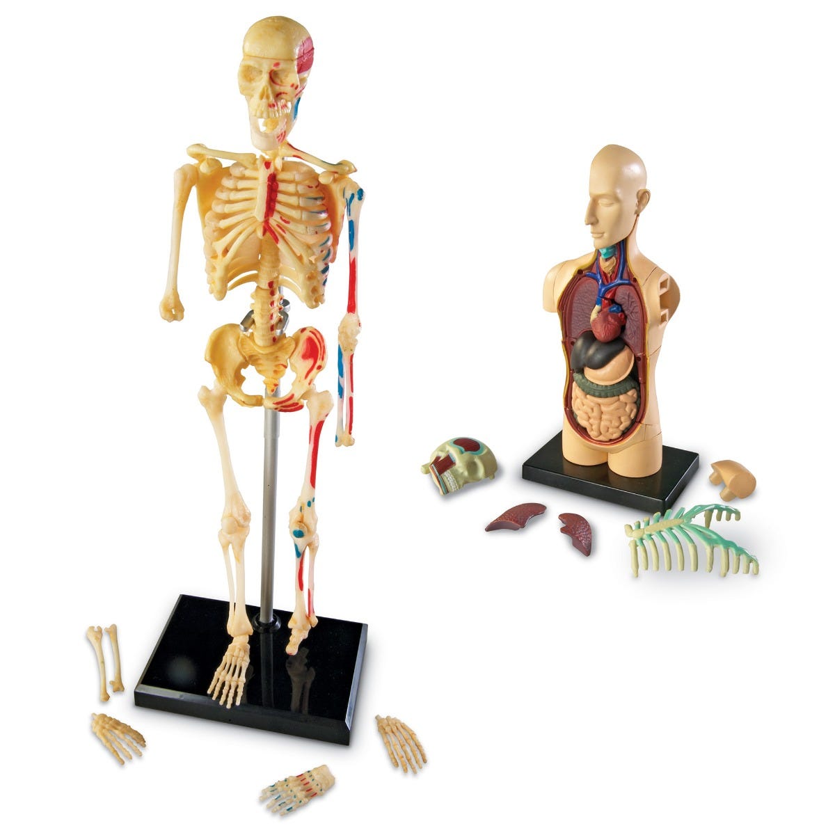 Human Anatomy Models Set - Detailed 3D Organ & Skeleton Models for Medical Students, Doctors & Science Enthusiasts | Perfect for Classroom Learning, Medical Training & Home Study