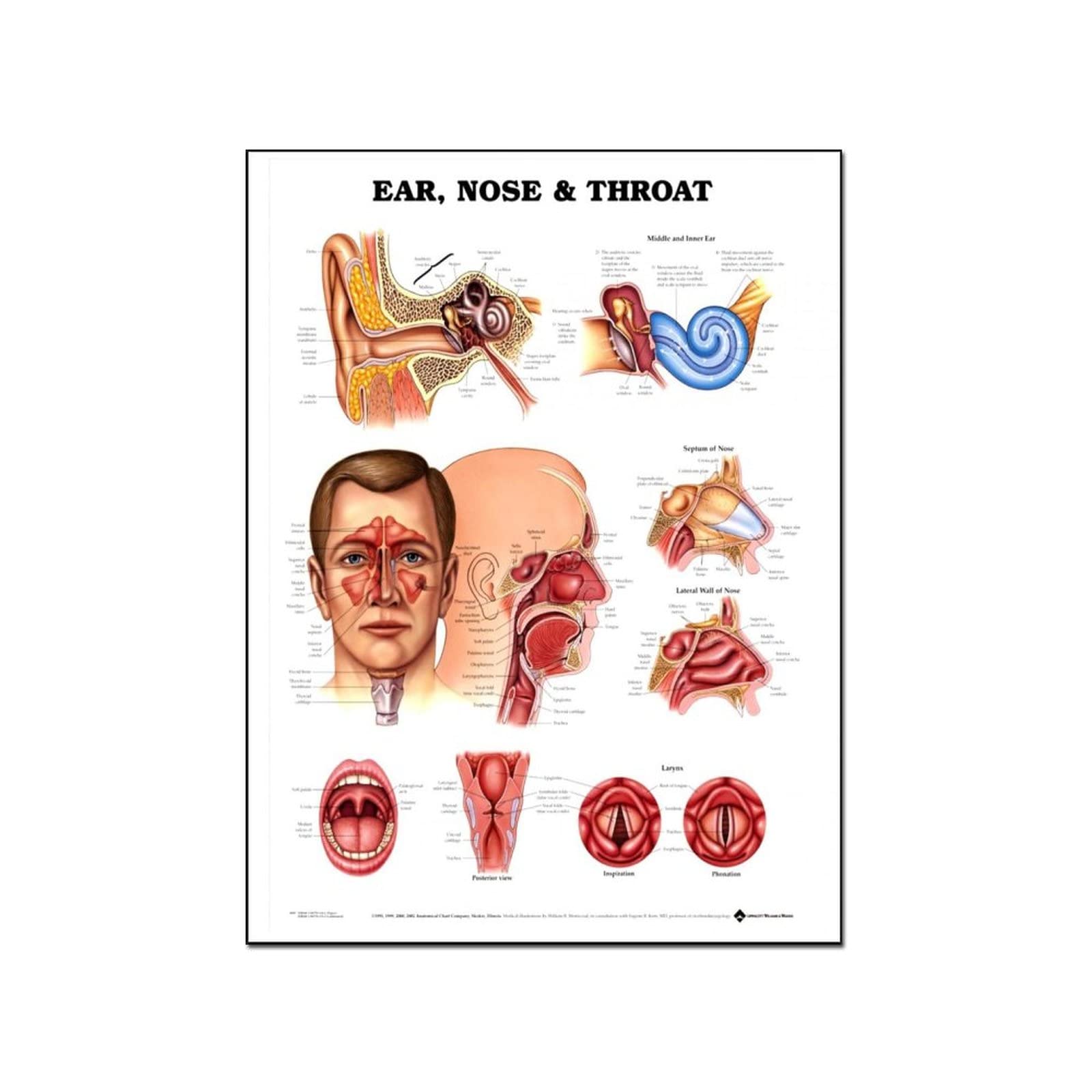 Human Anatomy ENT Diagram Poster - Educational Medical Art Print for Doctors, Students & Nurses - Perfect for Bedroom, Living Room, Home & Office Wall Decor - Great Gift for Medical Professionals