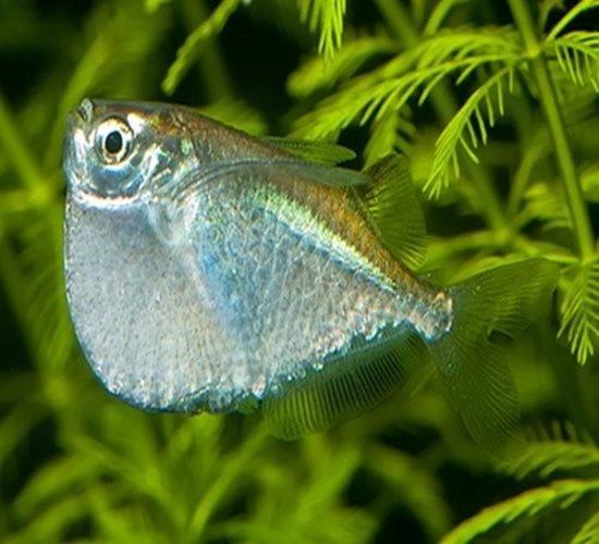 Premium Silver Hatchet Fish (Thoracocharax stellatus) - Live Tropical Aquarium Fish for Freshwater Tanks, Community Aquariums & Exotic Fish Collections
