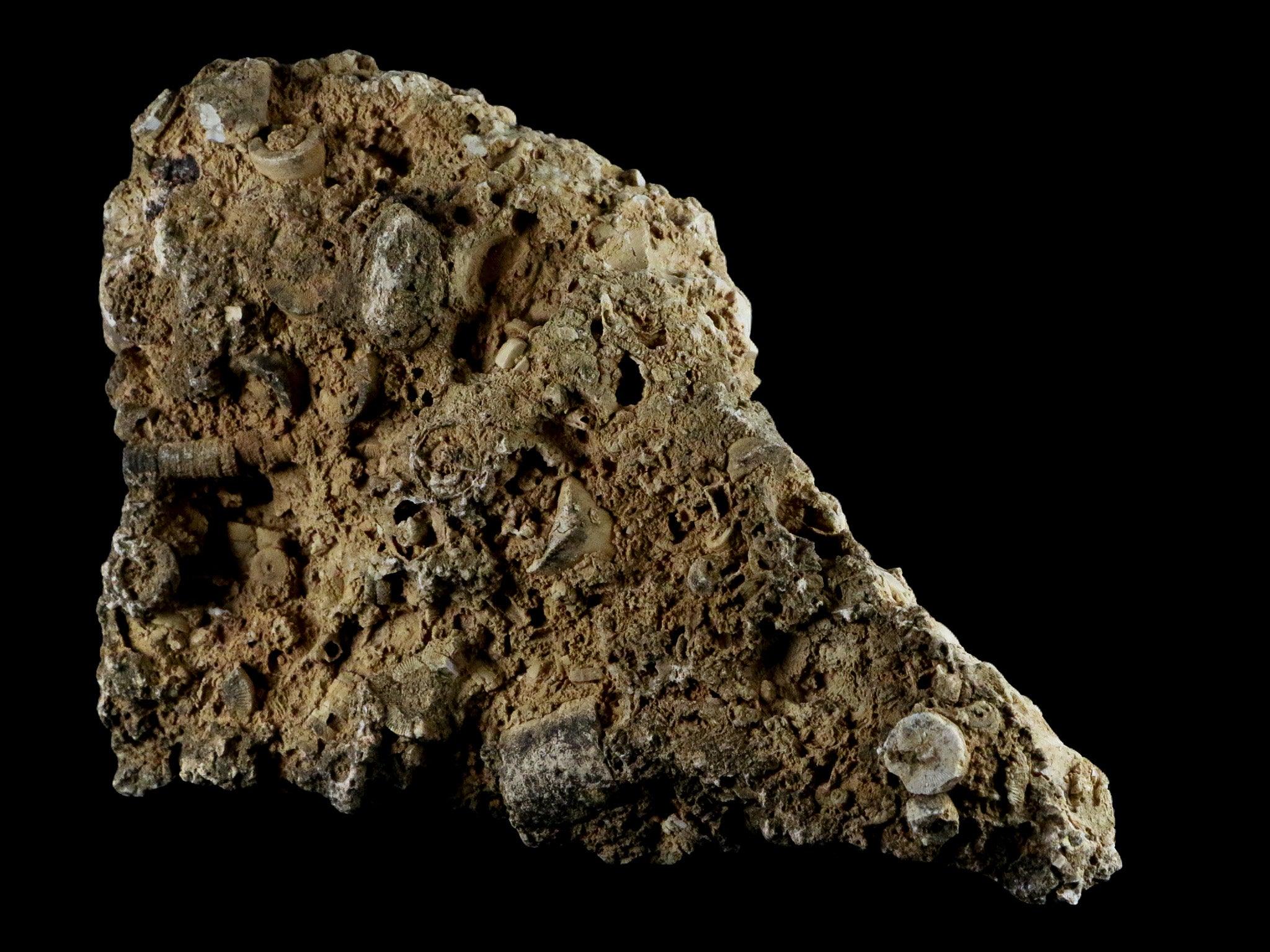 XL Premium Crinoid Stems Echinoderm Fossil Plate - 7 High-Quality Sea Lily Fossils in Matrix (1 LB 15.5 OZ) - Perfect for Paleontology Collections, Educational Displays & Home Decor