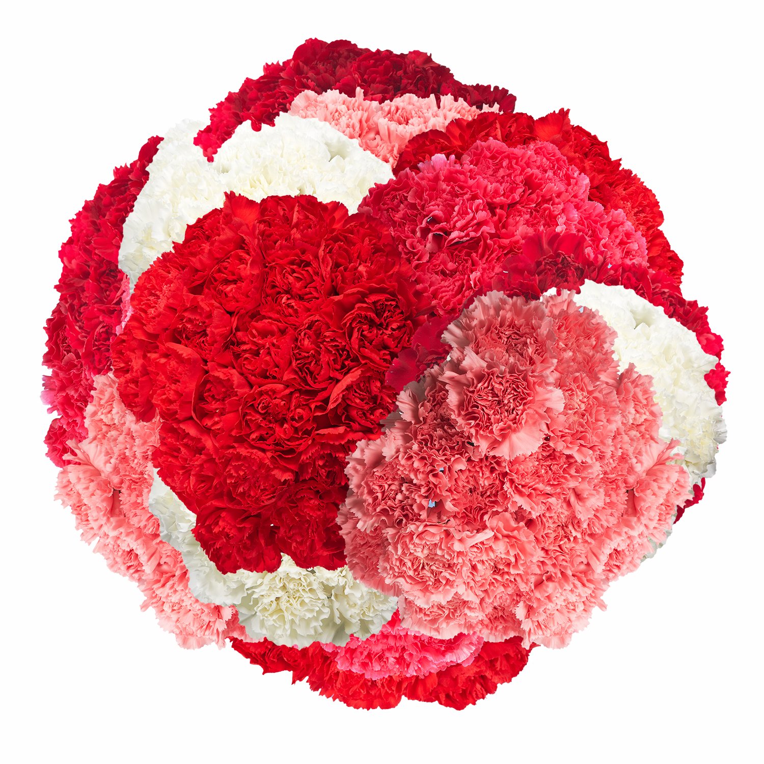200 Fresh Red Carnations for Mother's Day - Same Day Flower Delivery - Perfect Gift for Mom, Birthday, Anniversary & Special Occasions - Home Decor, Party Centerpiece & Romantic Surprise