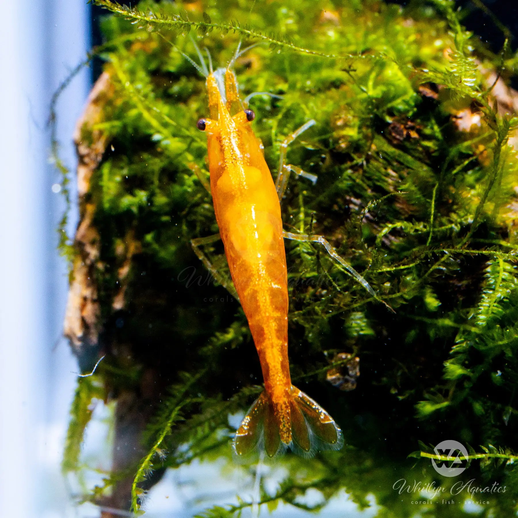 Premium Sunkist Orange Shrimp (Neocaridina davidi) - Live Freshwater Aquarium Shrimp for Fish Tanks, Nano Tanks & Aquatic Ecosystems