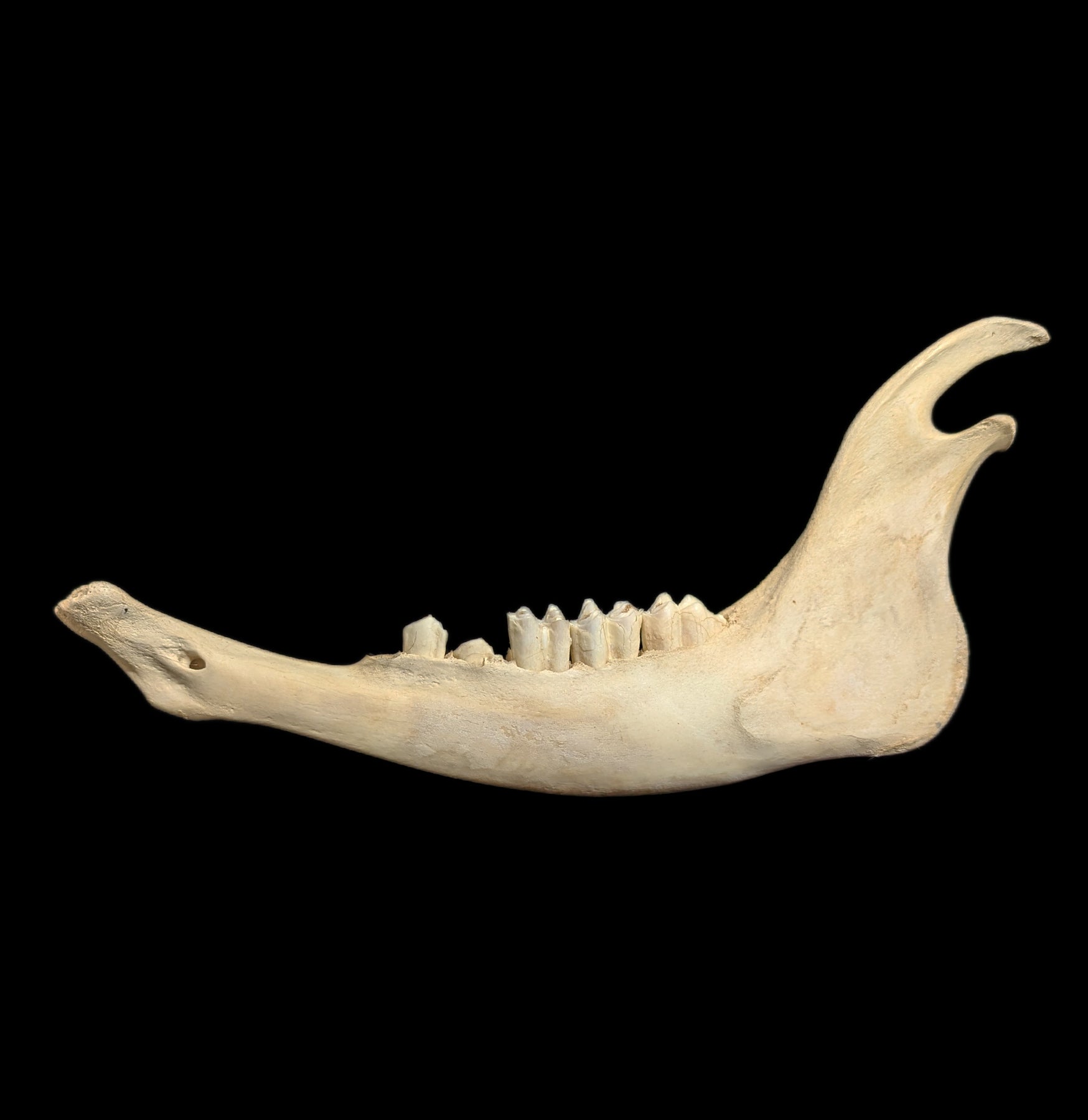 Bison Jaw Bone - Authentic Natural Specimen for Collectors, Education & Home Decor | Perfect for Science Projects, Cabin Decor & Taxidermy