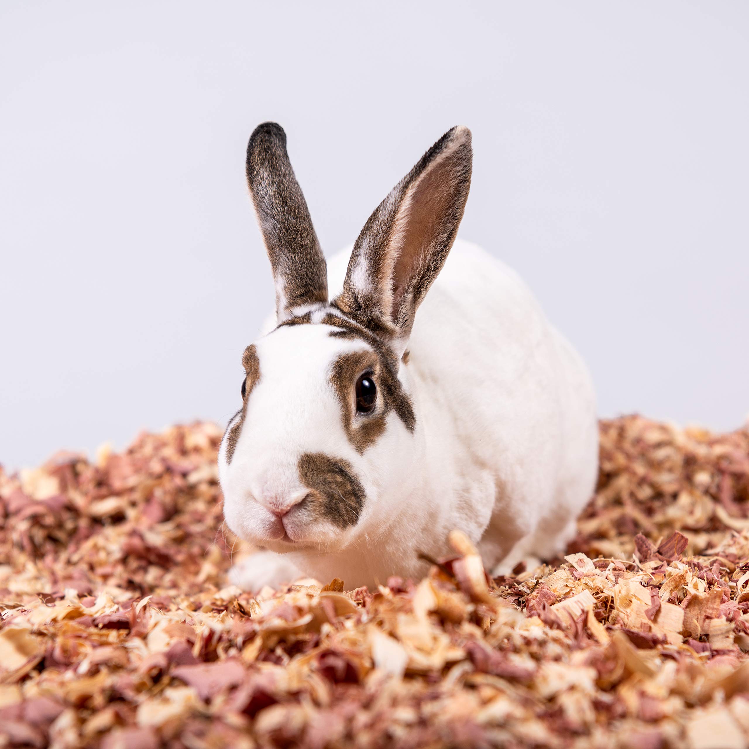 Premium Red Cedar Pet Bedding for Dogs & Horses - 24L, Natural Odor Control & Comfort, Ideal for Kennels, Stables & Pet Homes