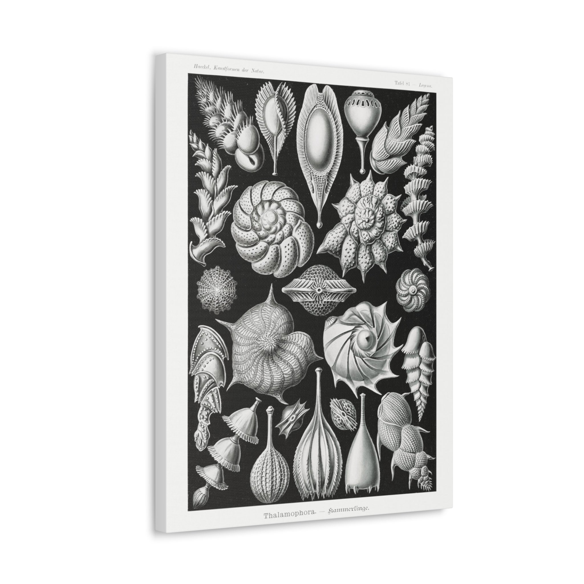 Ernst Haeckel Thalamophora Kammerlinge Art Print - Premium Canvas Wall Decor for Living Room, Bedroom & Office
