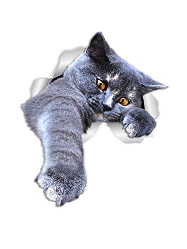 Playing Grey Cat