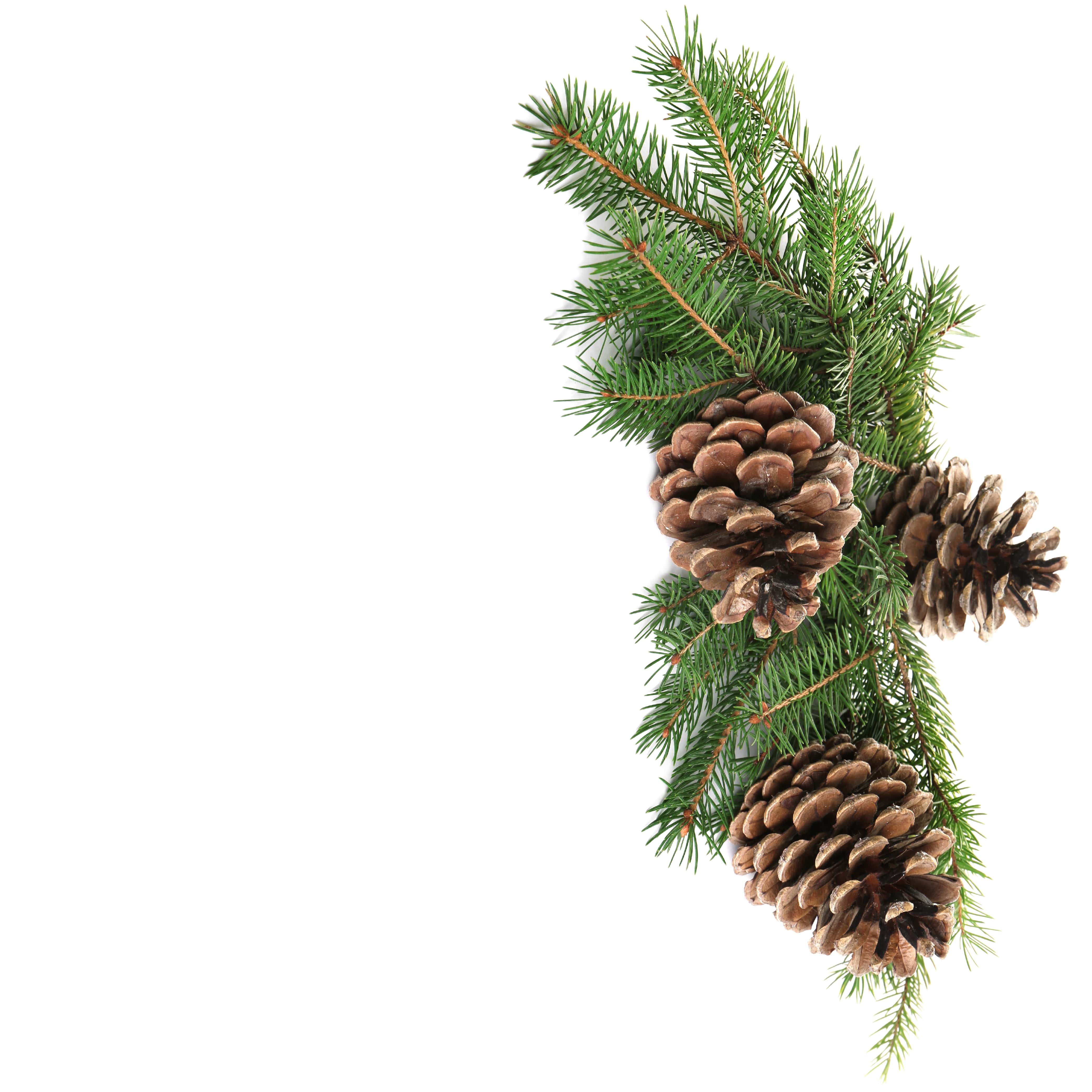 Premium No. 66 Fragrance Oil for Aromatherapy - Roasted Pine Cone Scented Essential Oil for Home, Office & Spa - Perfect for Cold Air Diffusers, Humidifiers & Relaxation