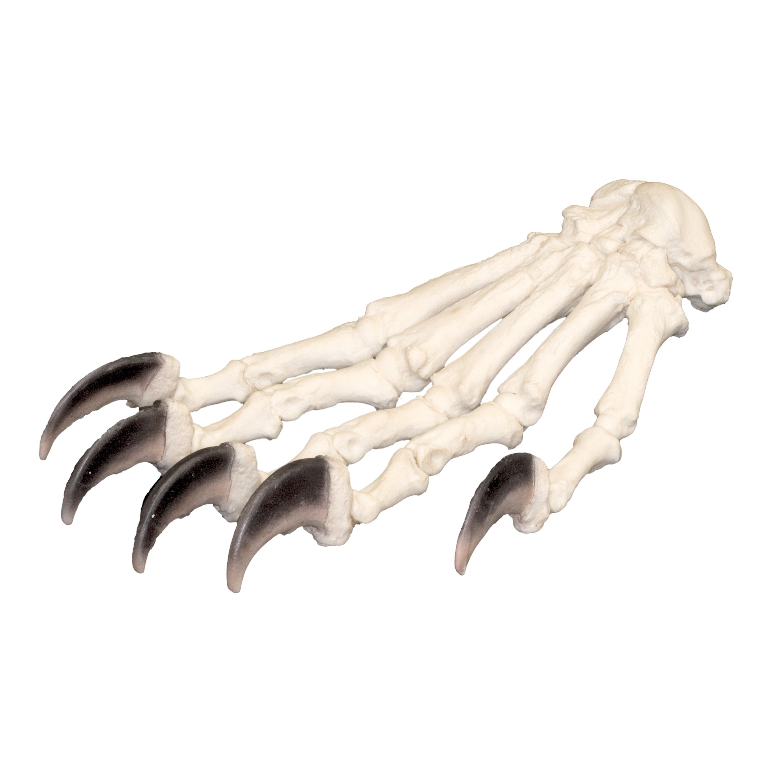 Authentic Replica American Black Bear Articulated Forepaw - Lifelike Taxidermy Model for Education, Wildlife Display & Home Decor