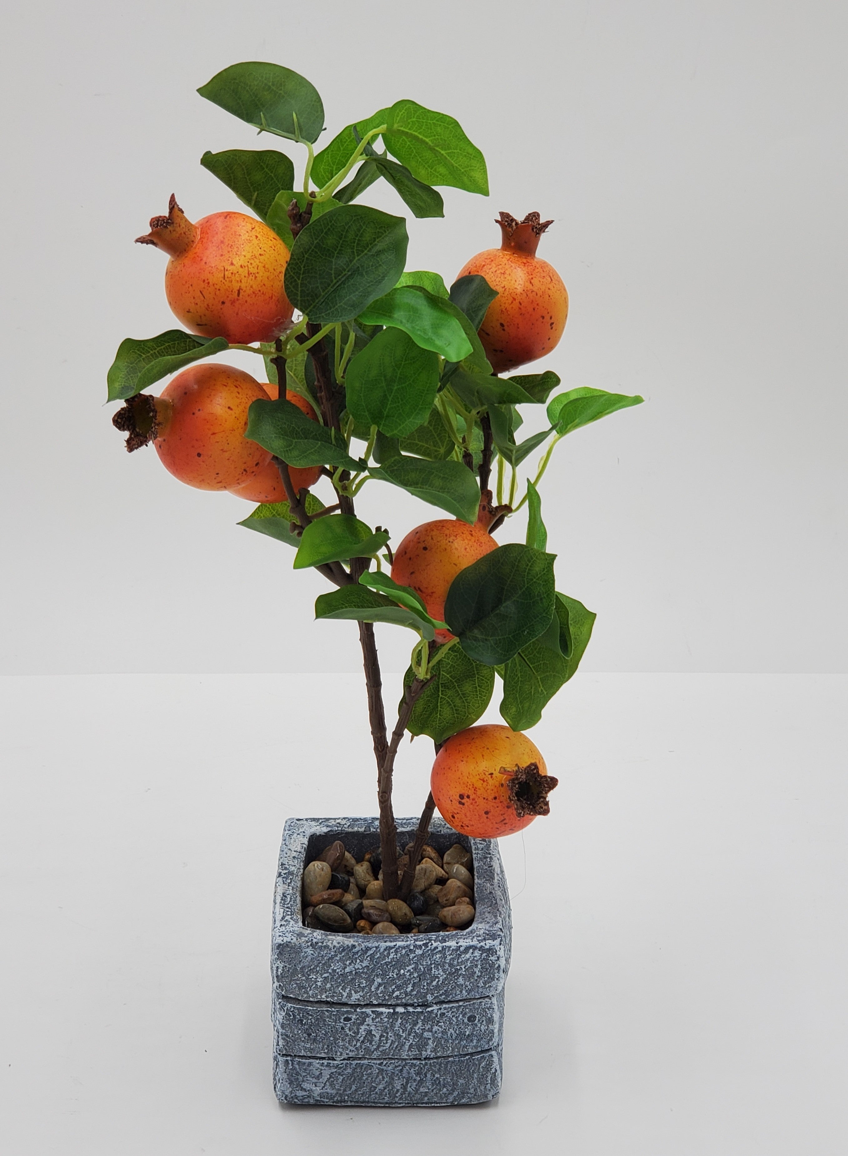 15x3.75 Pomegranate Tree Plants - Fresh Fruit Bearing Trees for Home Garden, Backyard Orchard & Landscaping | Grow Your Own Delicious Pomegranates