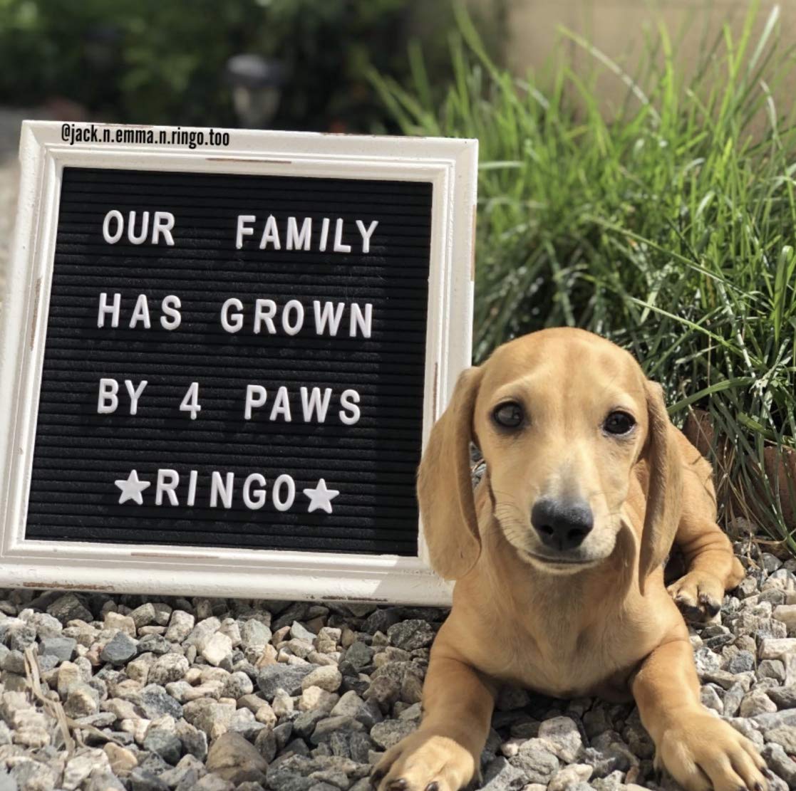 10x10 Rustic Farmhouse Black Felt Letter Board with Wooden Frame - Changeable Message Sign for Baby Announcements, Weddings & Home Decor - Includes 350 Letters & Stand (Perfect for Nursery, Events & Rustic Weddings)