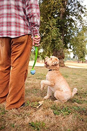 Chuckit Gen 1 Fetch Pack Dog Balls - Interactive Dog Toys for Training & Play, High-Bounce Fetch Ball with Floating Ultra & Rugged Design, Durable Medium Size 2.5-inch Diameter (Set of 3) - Perfect for Beach, Park & Backyard Fetch Games