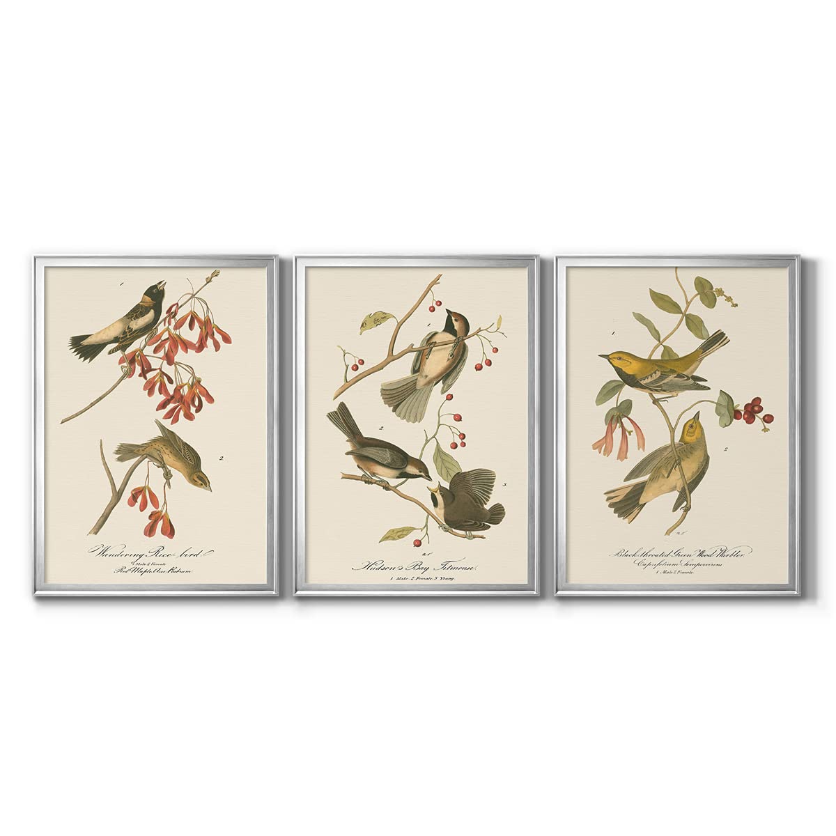 Trendy Eclectic Wandering Rice Bird Silver Framed Canvas Wall Art Set - 3 Panels (18x24 Inches) - Neutral & Multicolor Gallery Wall Décor for Dining Room, Living Room & Bedroom