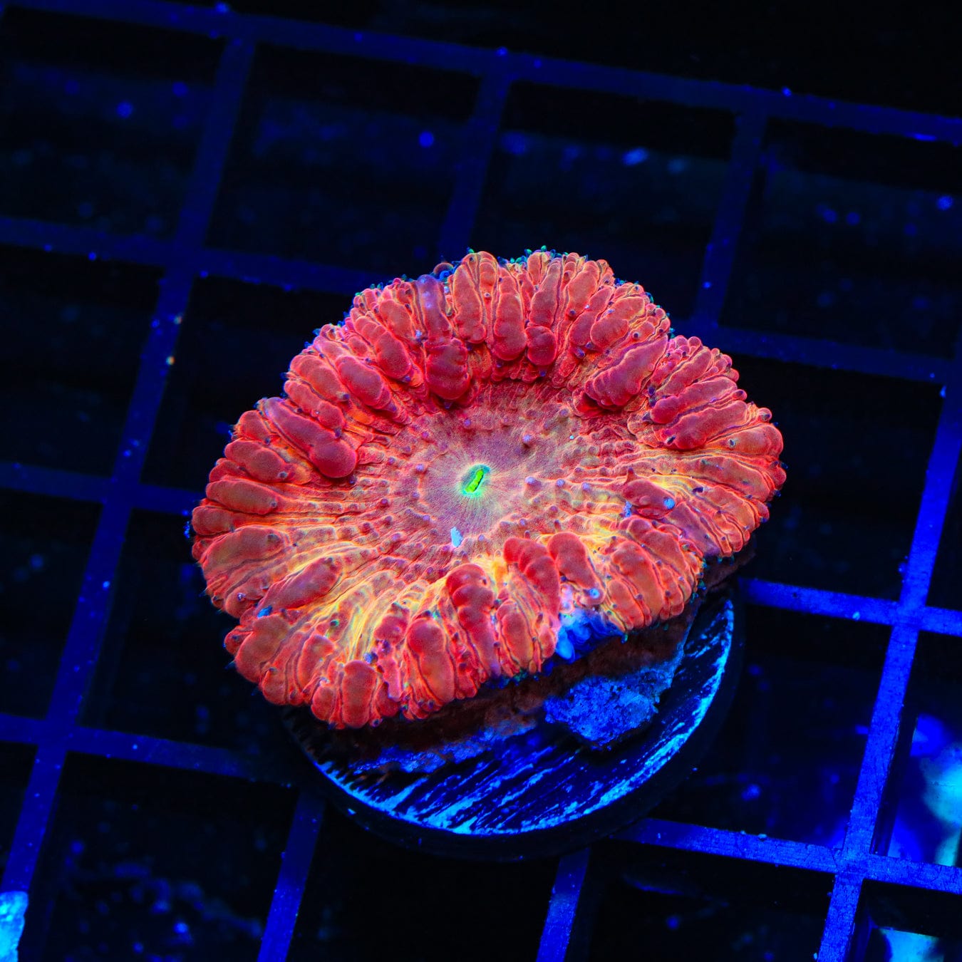 Premium Cinnamon Blastomussa Coral for Saltwater Aquariums - Vibrant Coral for Reef Tanks & Marine Displays - Perfect for Beginners & Expert Hobbyists