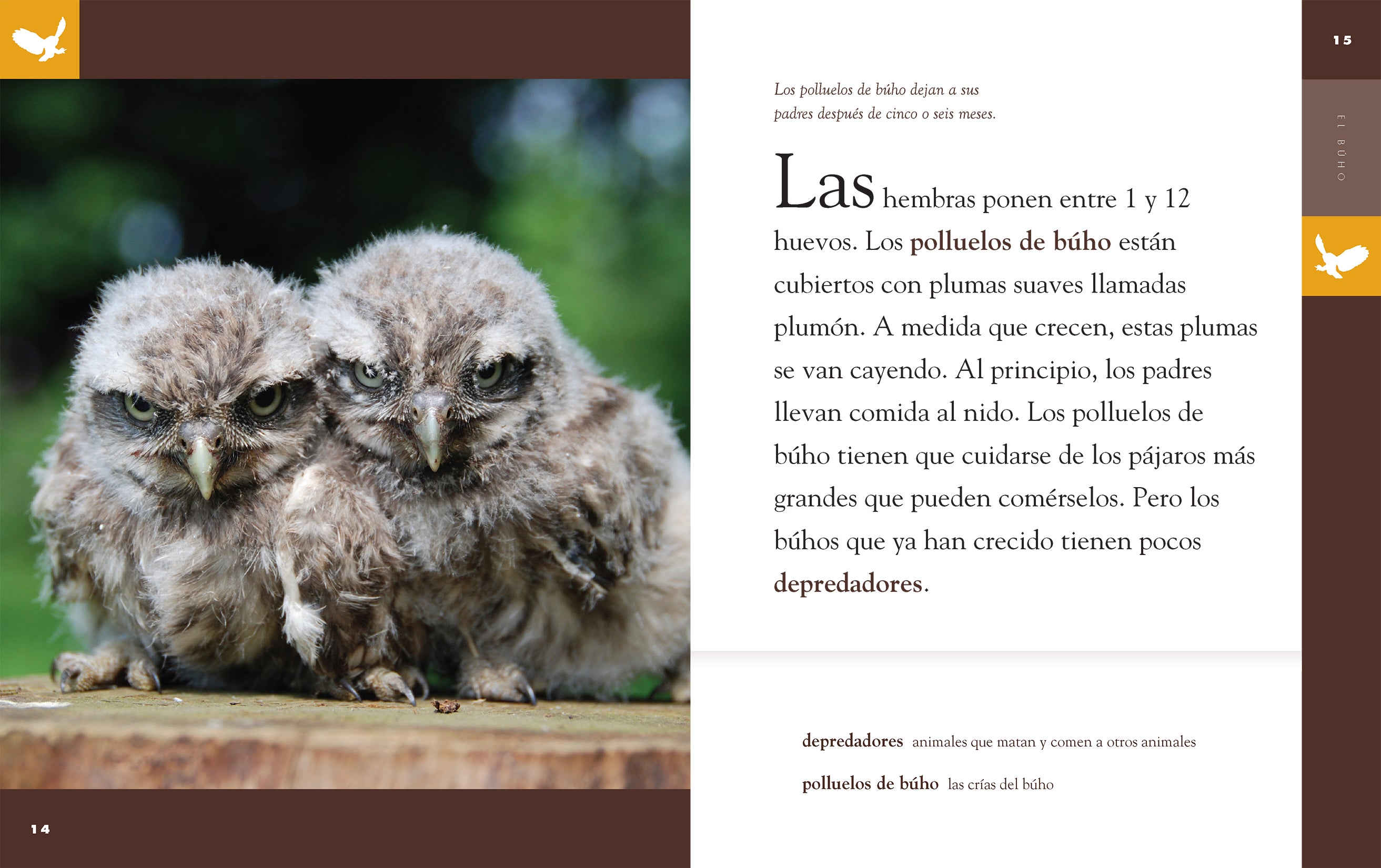 El Buho 9781640264700 - Children's Bilingual Book in English and Spanish - Perfect for Kids Learning Spanish or English, Storytime, and Classroom Reading