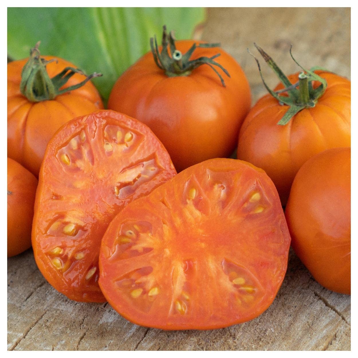 Organic Amana Orange Heirloom Tomato Seeds 1 Oz - Non-GMO, Open Pollinated - Perfect for Home Gardening, Canning & Fresh Salads - Gold Vault Packet by Everwilde Farms