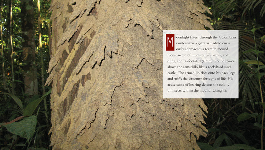 Armadillos Book - ISBN 9781608187034 - Perfect for Wildlife Enthusiasts & Nature Lovers
