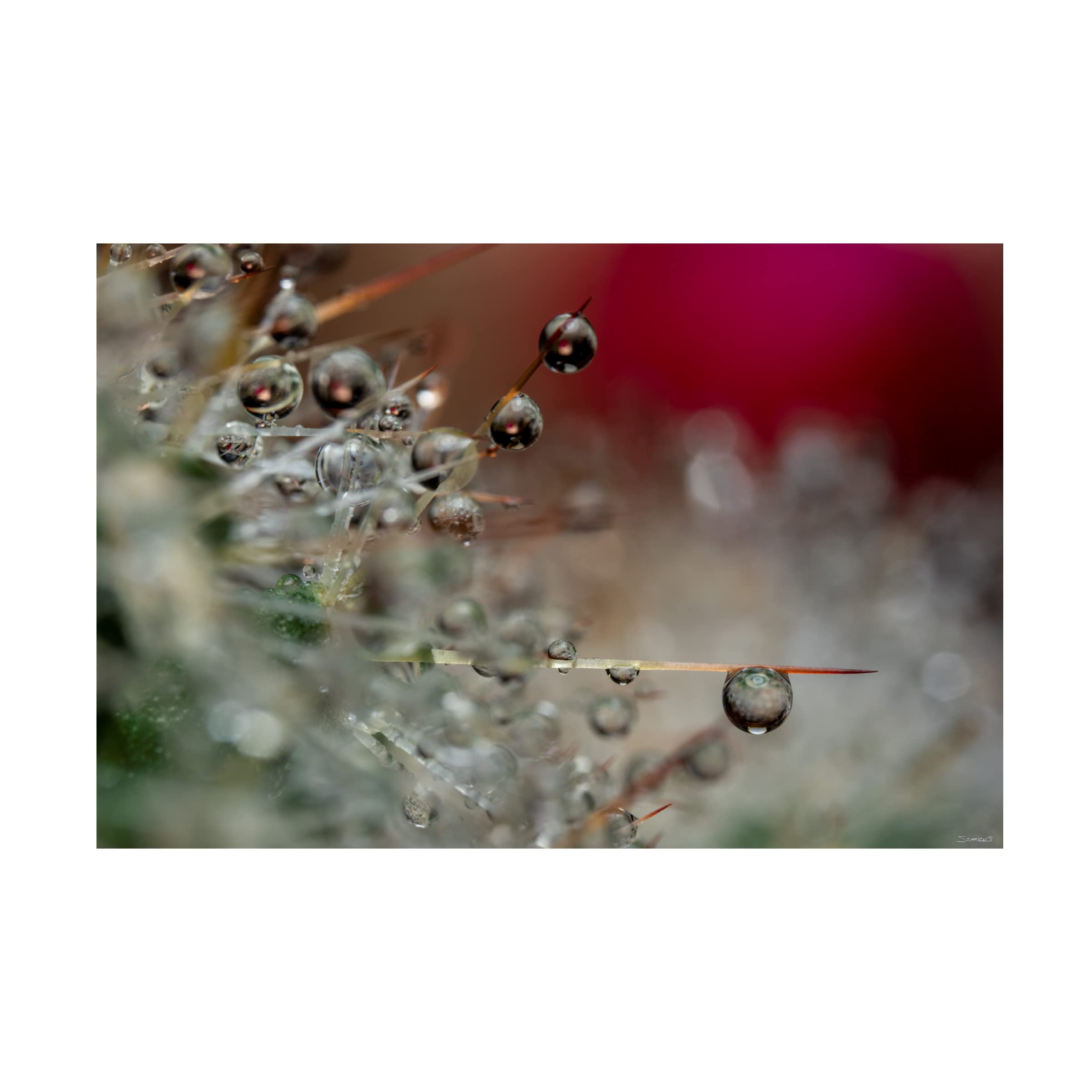 Gordon Semmens 'Cactus Flowers 17' Framed Canvas Wall Art Print - 16x24 Inches - Desert Botanical Decor for Living Room, Bedroom & Office