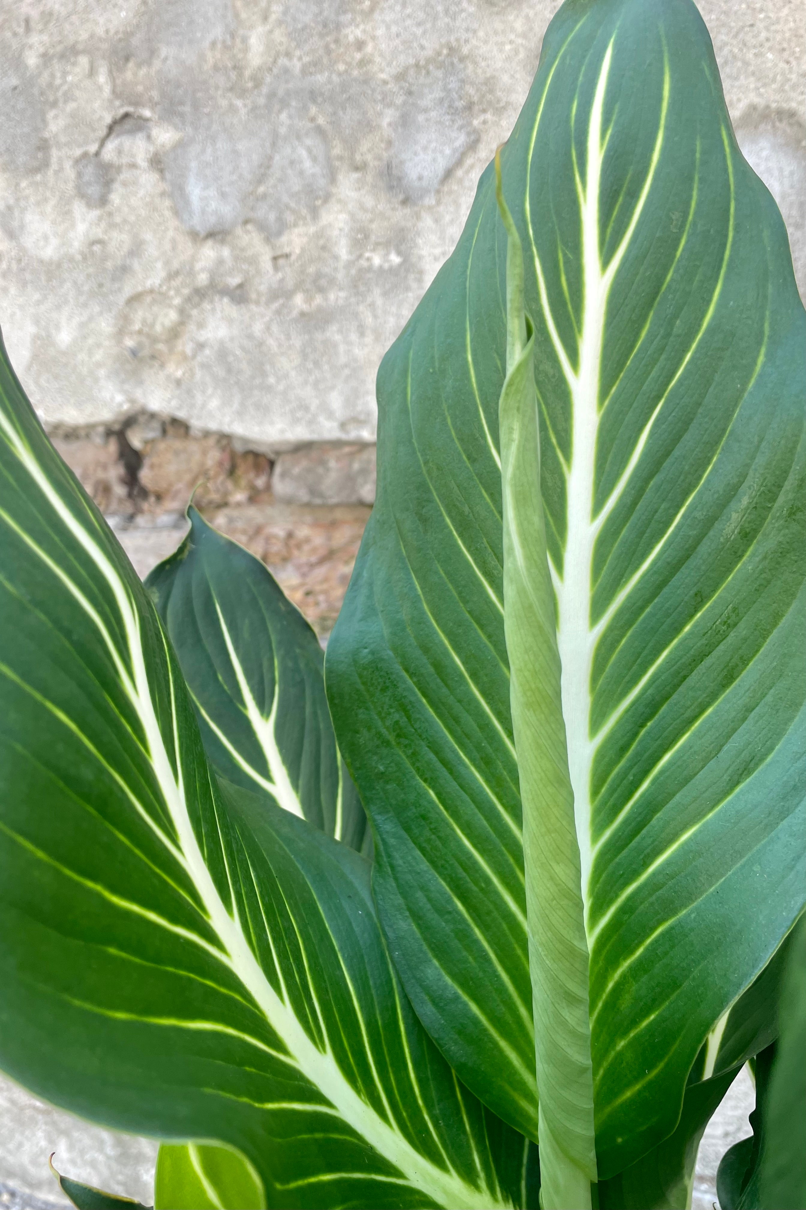 Dieffenbachia 'Sterling' 8 Inch Live Plant - Low Light Indoor Houseplant for Home, Office & Living Room Decor - Easy Care Tropical Foliage Plant for Beginners