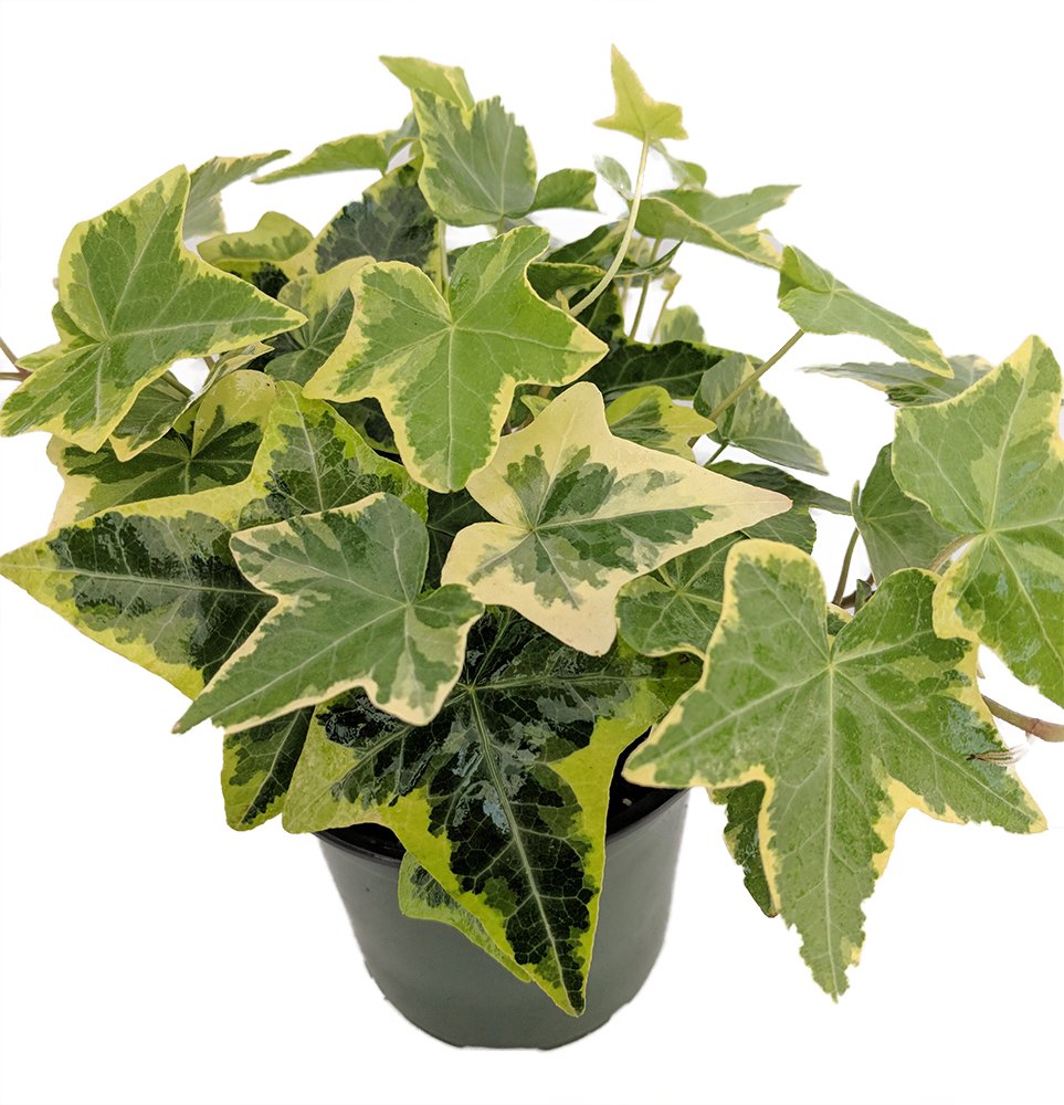 Gold Child English Ivy - Hardy Groundcover & House Plant for Sun or Shade - 4